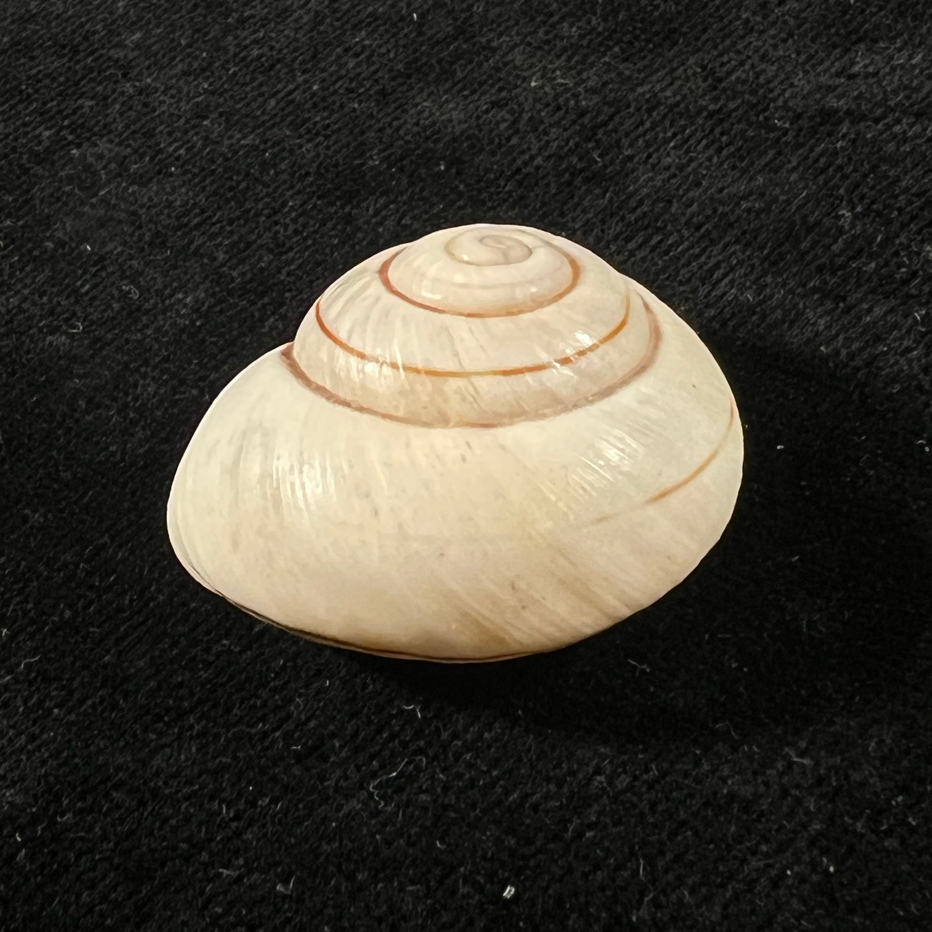 Ampelita robillardi (H. Adams & Angas, 1876) - 31,3mm