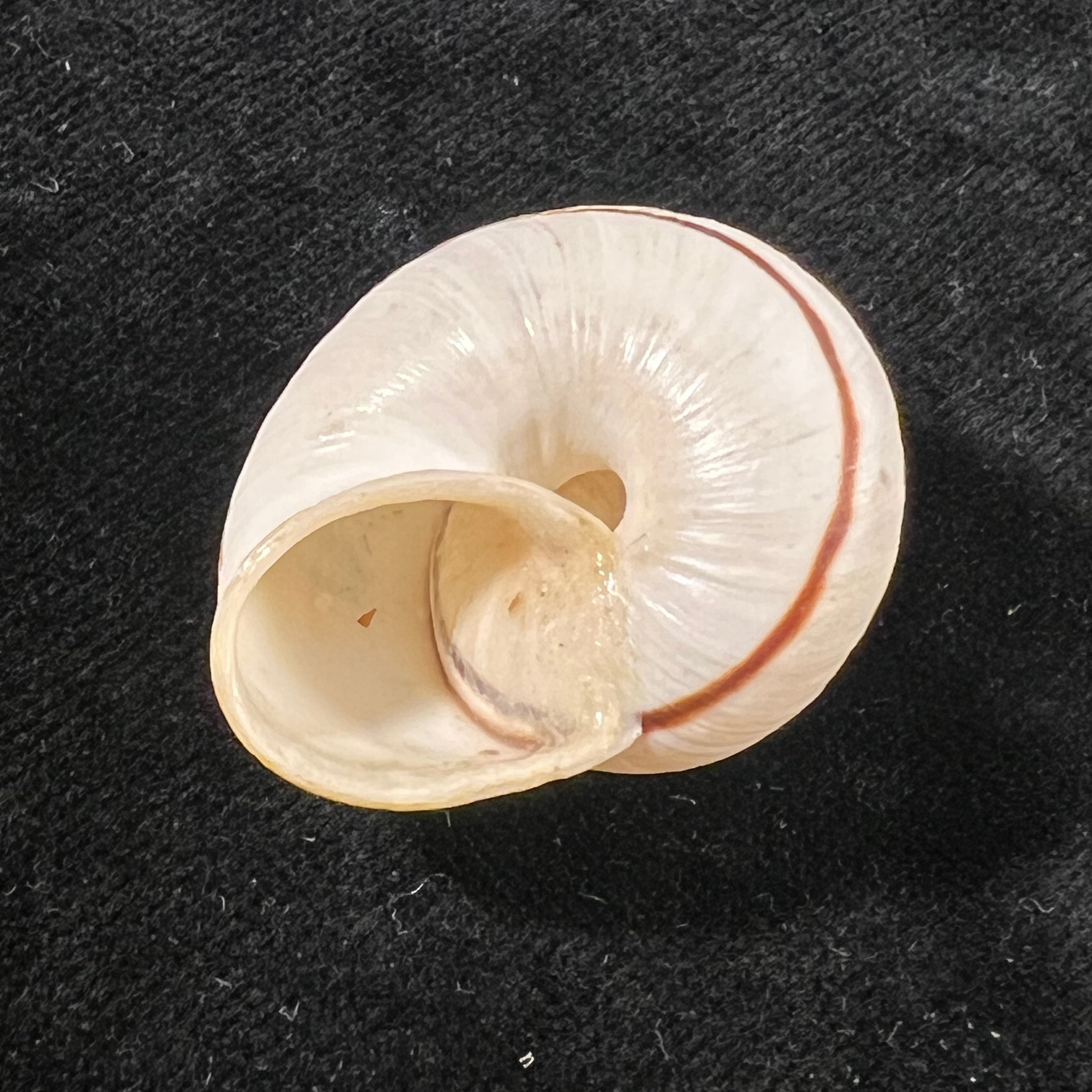 Ampelita robillardi (H. Adams & Angas, 1876) - 31,3mm