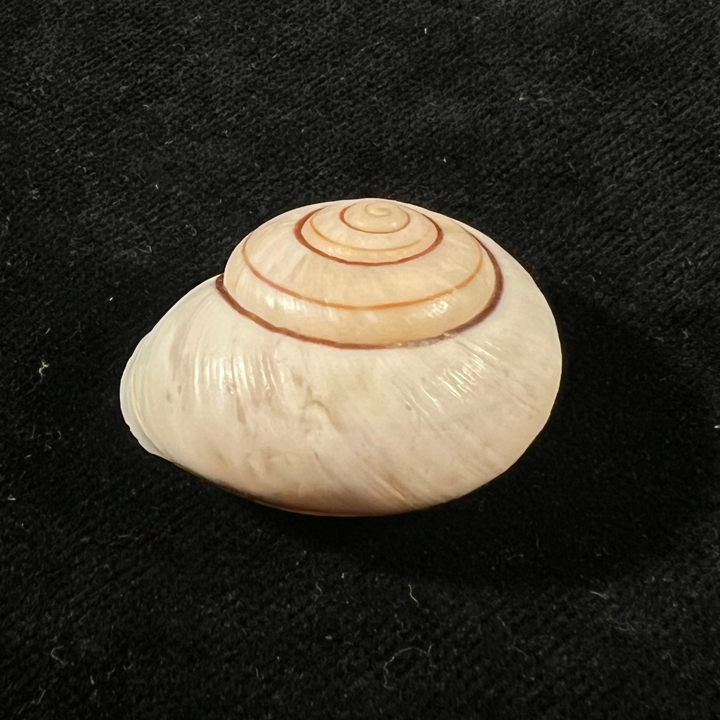 Ampelita robillardi (H. Adams & Angas, 1876) - 31,2mm