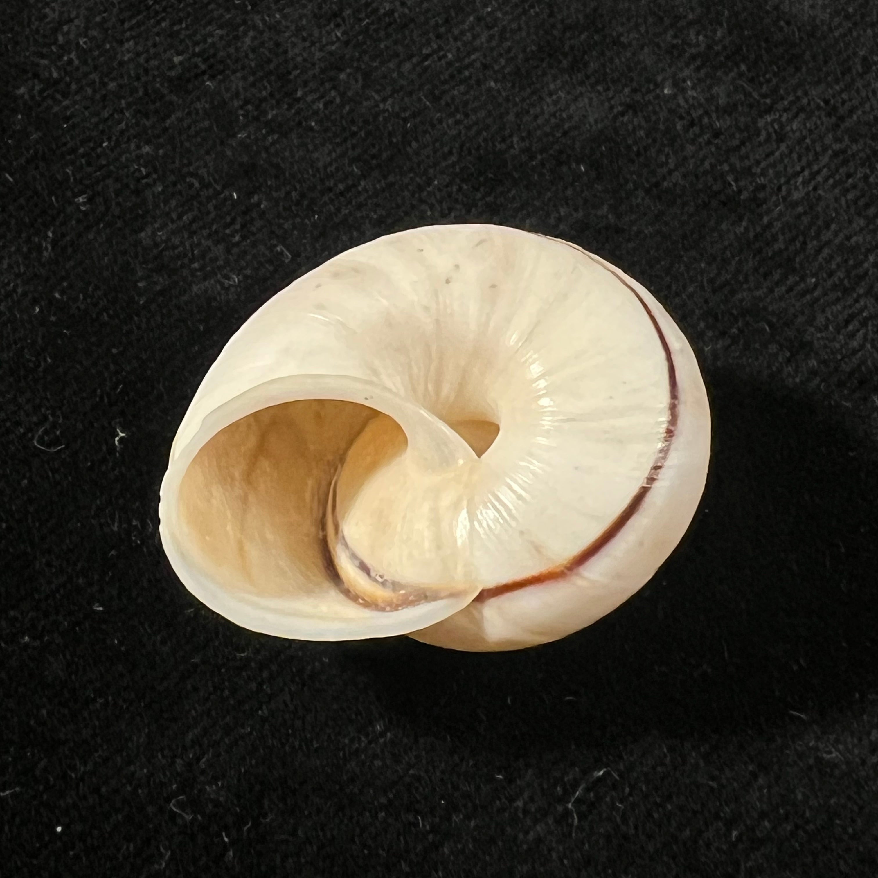 Ampelita robillardi (H. Adams & Angas, 1876) - 31,2mm