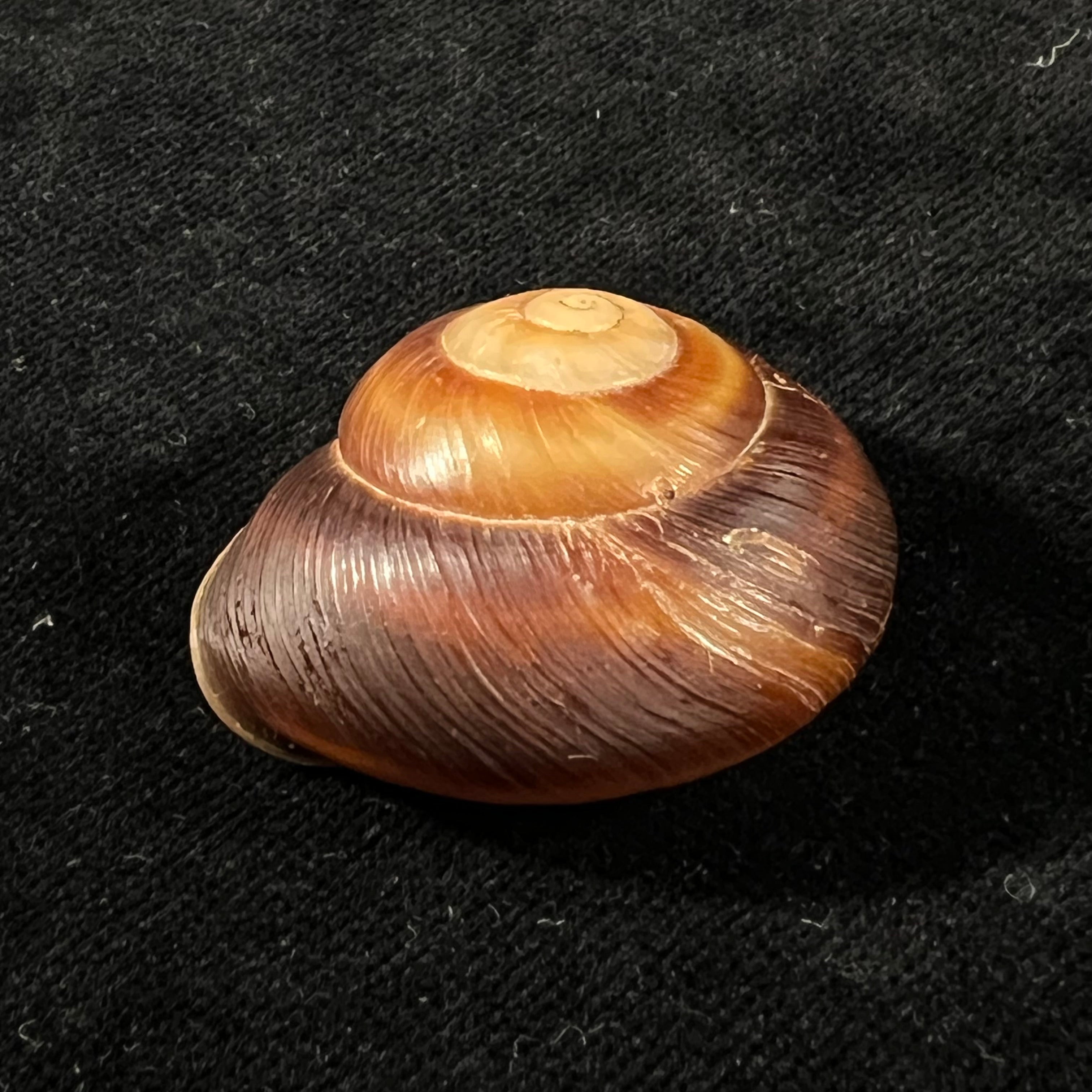 Ampelita dingeoni Fischer-Piette, F. Blanc & Salvat, 1975 - 34,3mm