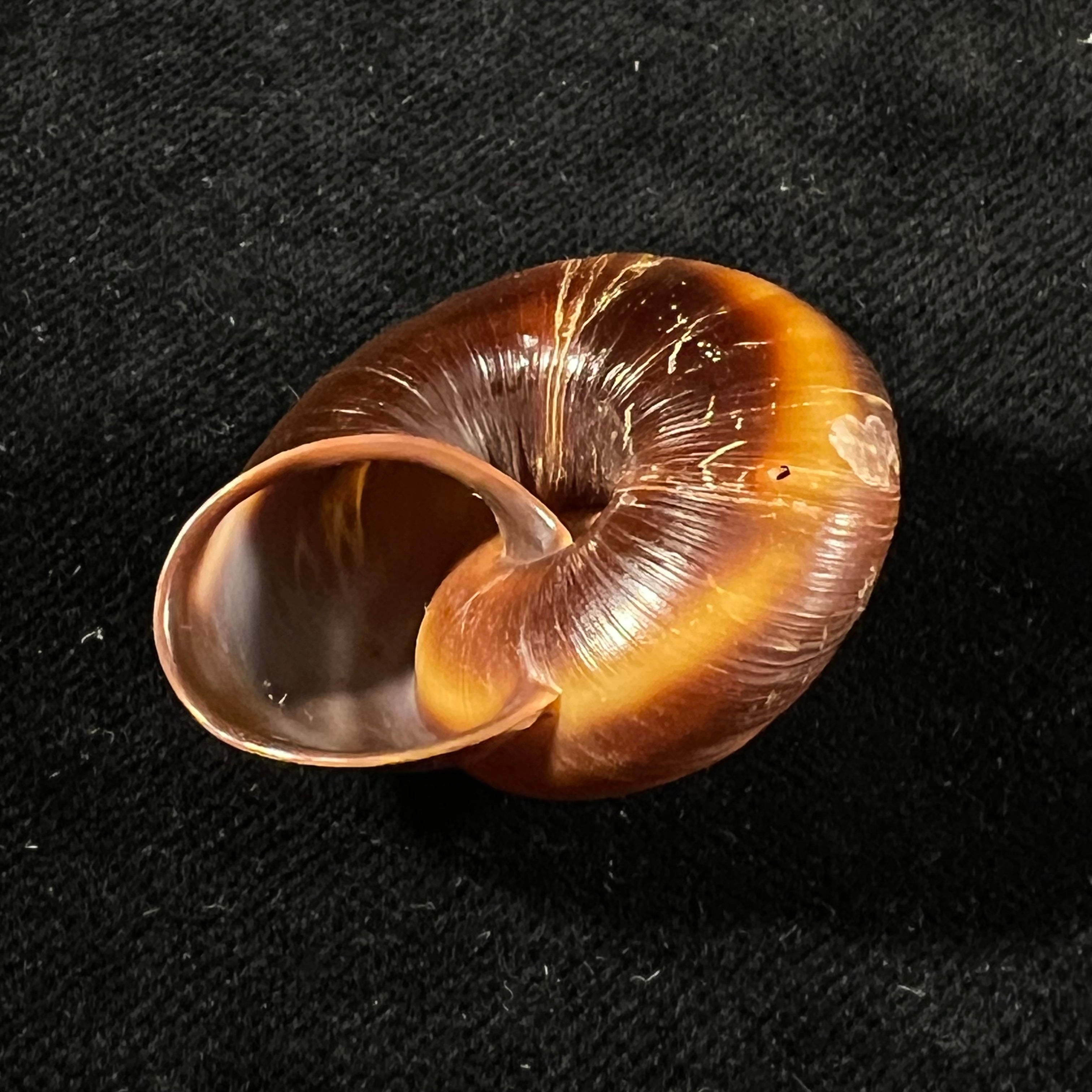 Ampelita dingeoni Fischer-Piette, F. Blanc & Salvat, 1975 - 34,3mm