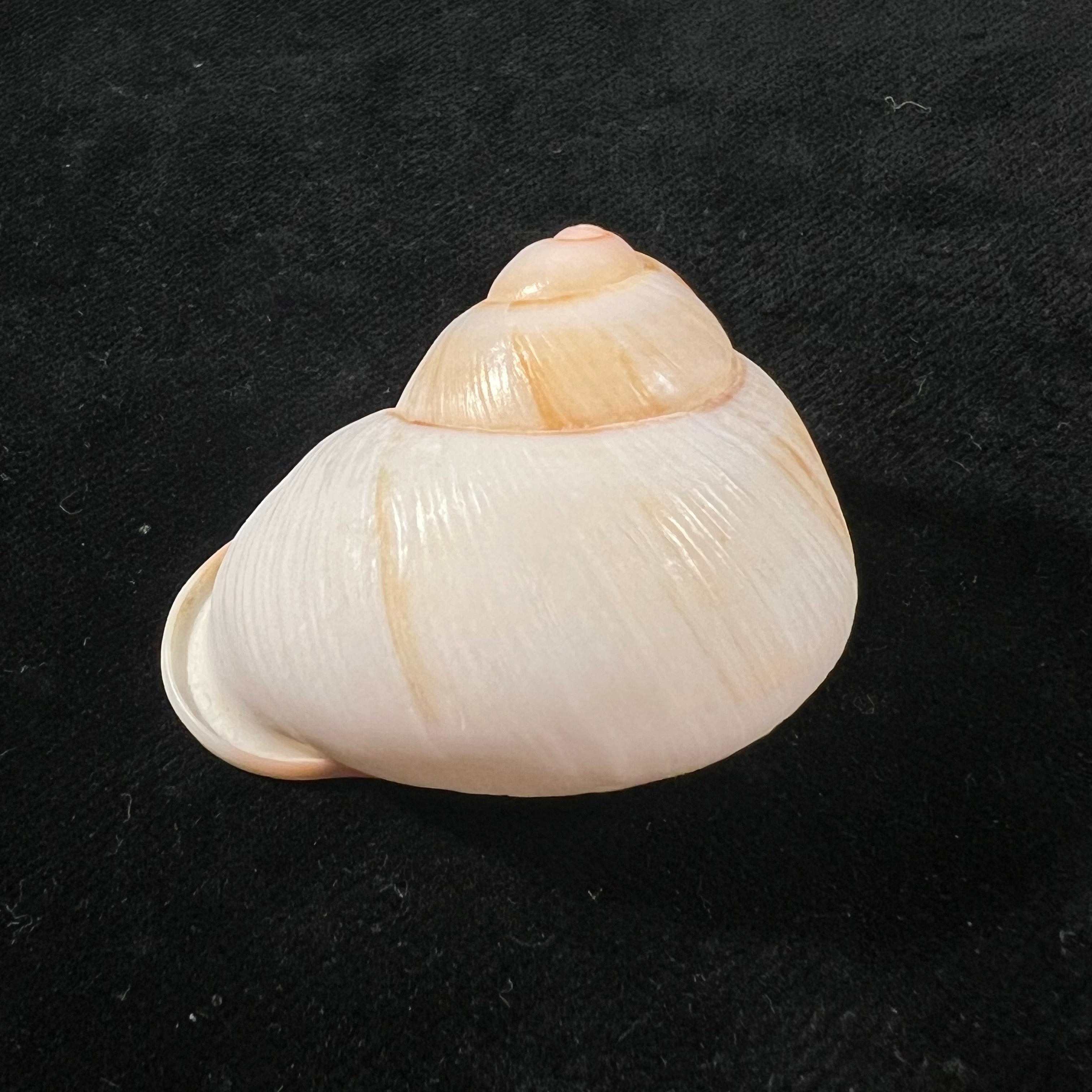 Acavus haemastoma (Linnaeus, 1758) - 42,5mm