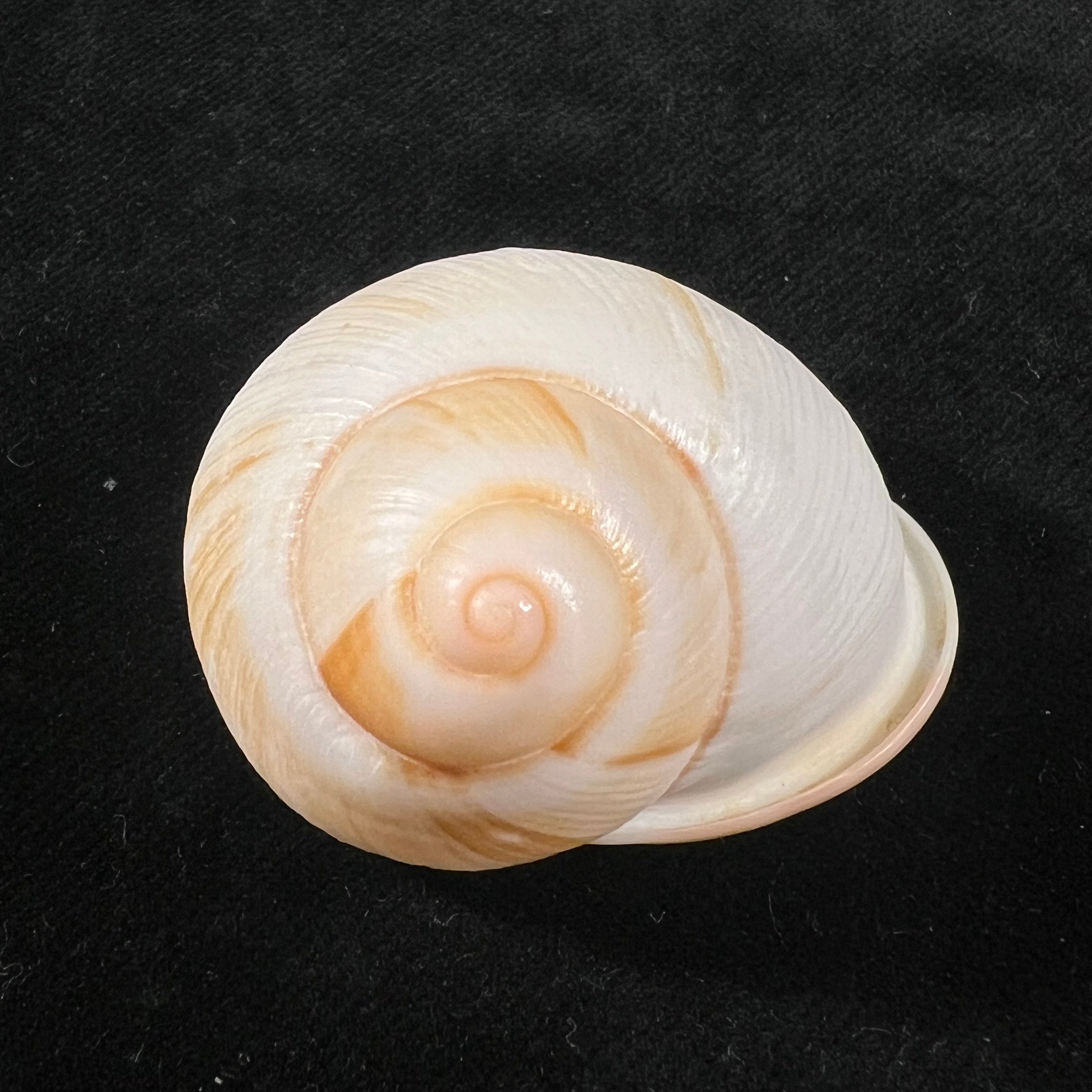 Acavus haemastoma (Linnaeus, 1758) - 42,5mm