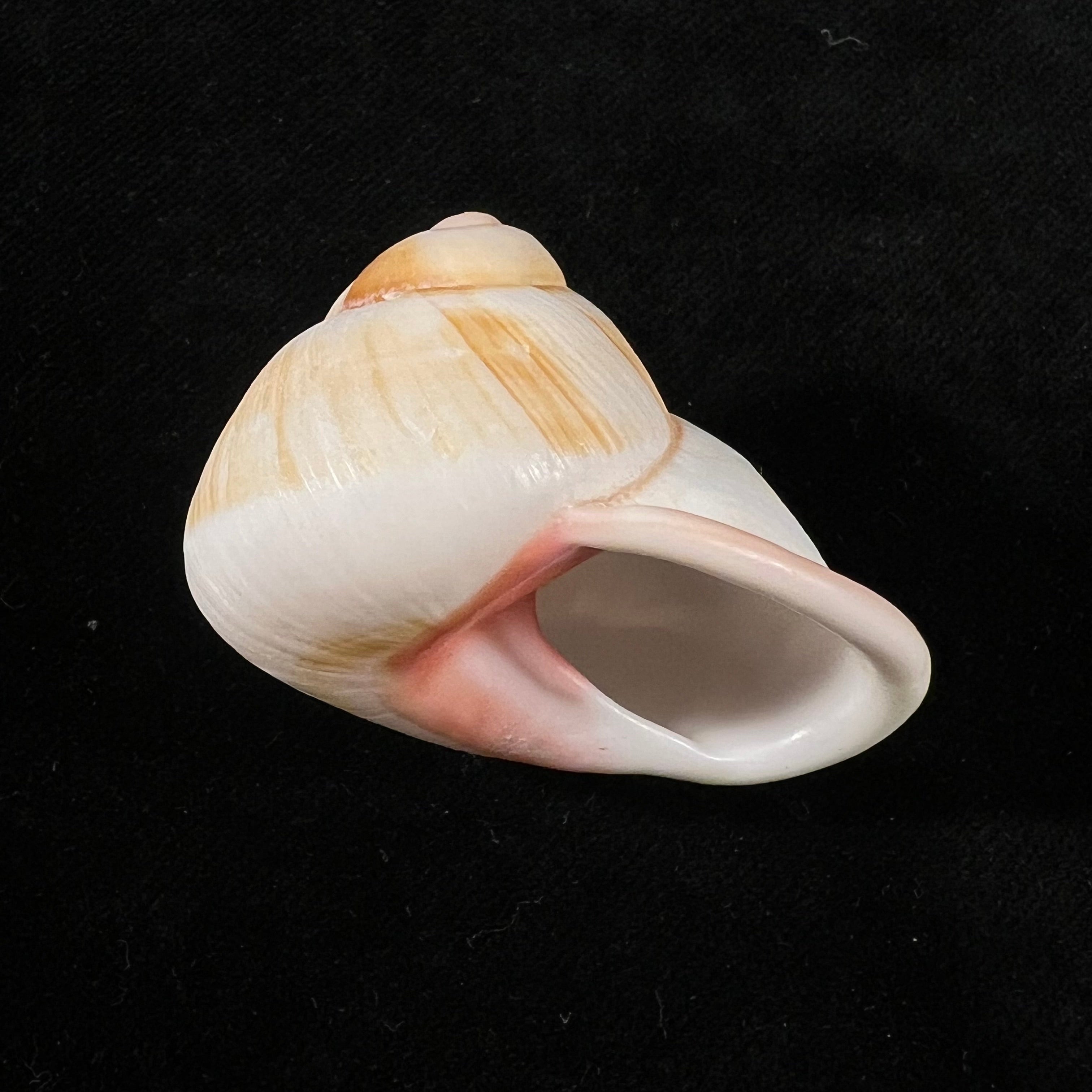 Acavus haemastoma (Linnaeus, 1758) - 42,5mm