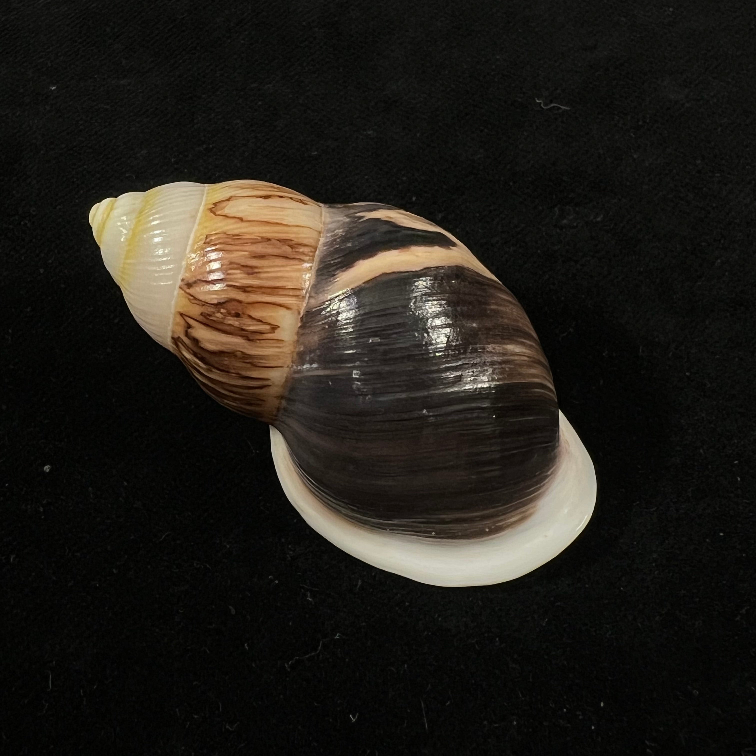 Amphidromus costifer E. A. Smith, 1893 - 55,5mm