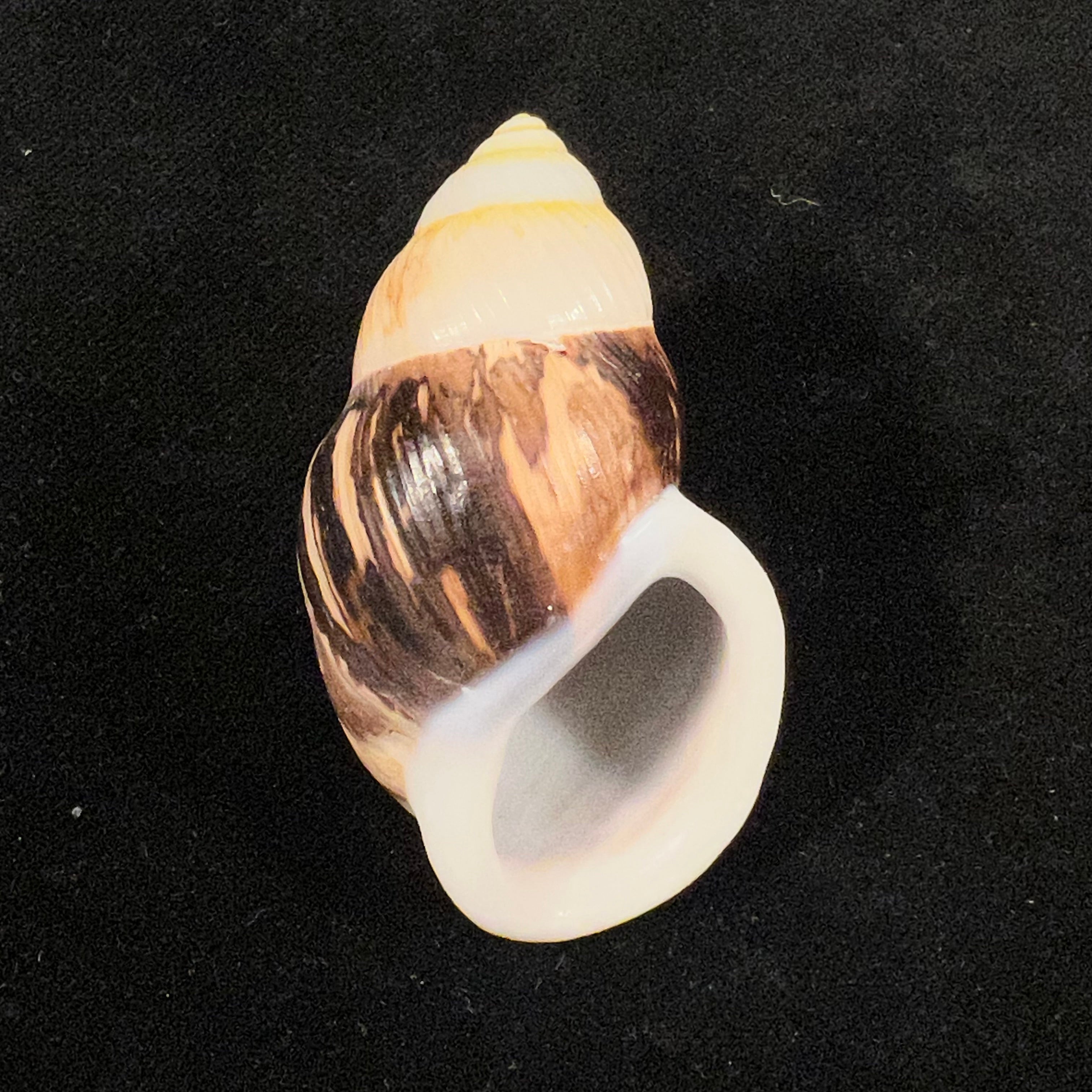 Amphidromus costifer E. A. Smith, 1893 - 55,5mm