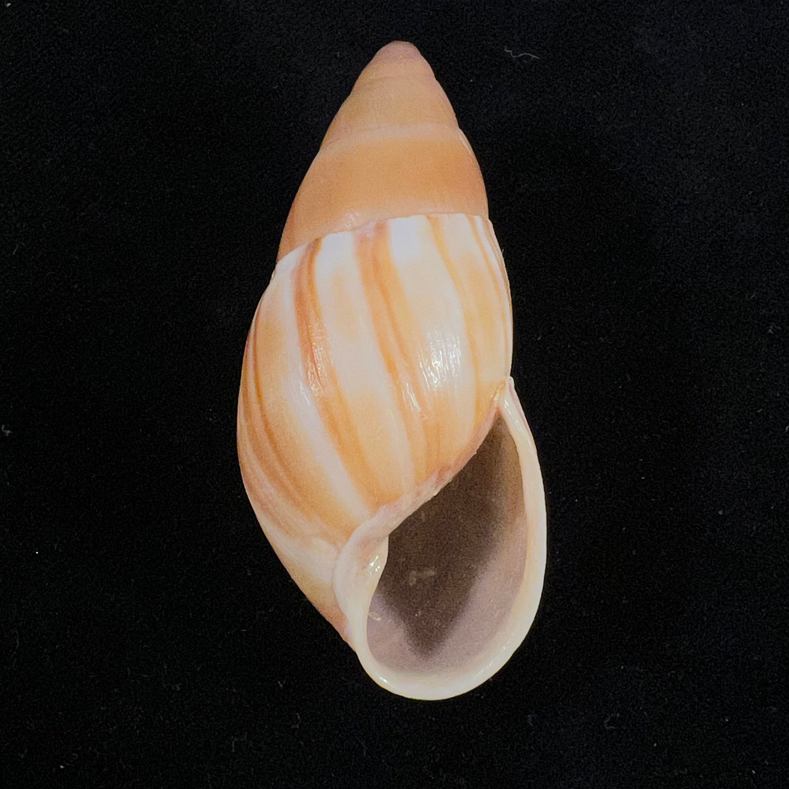Thaumastus achilles (L. Pfeiffer, 1853) - 62,8mm