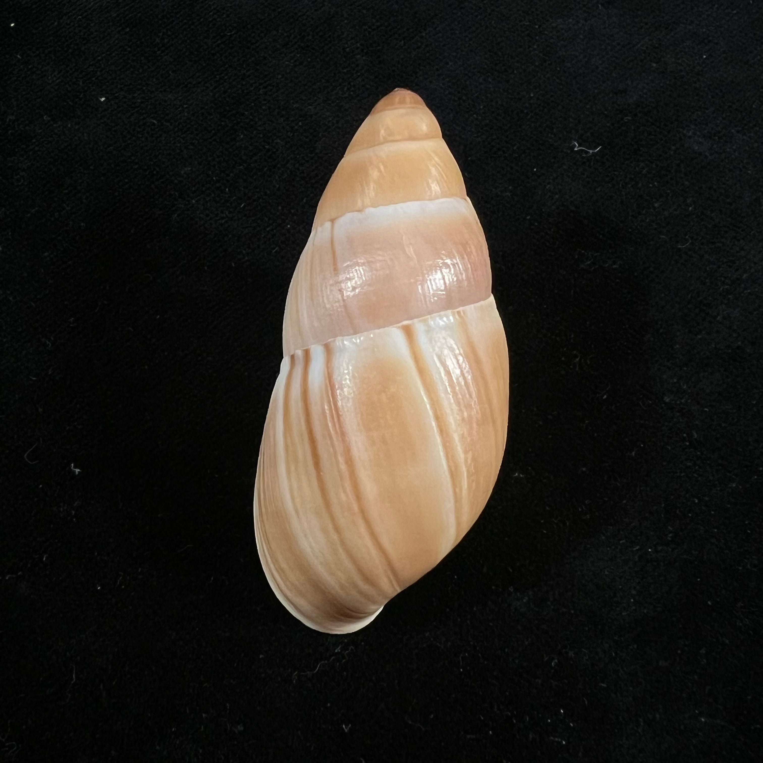 Thaumastus achilles (L. Pfeiffer, 1853) - 56,5mm