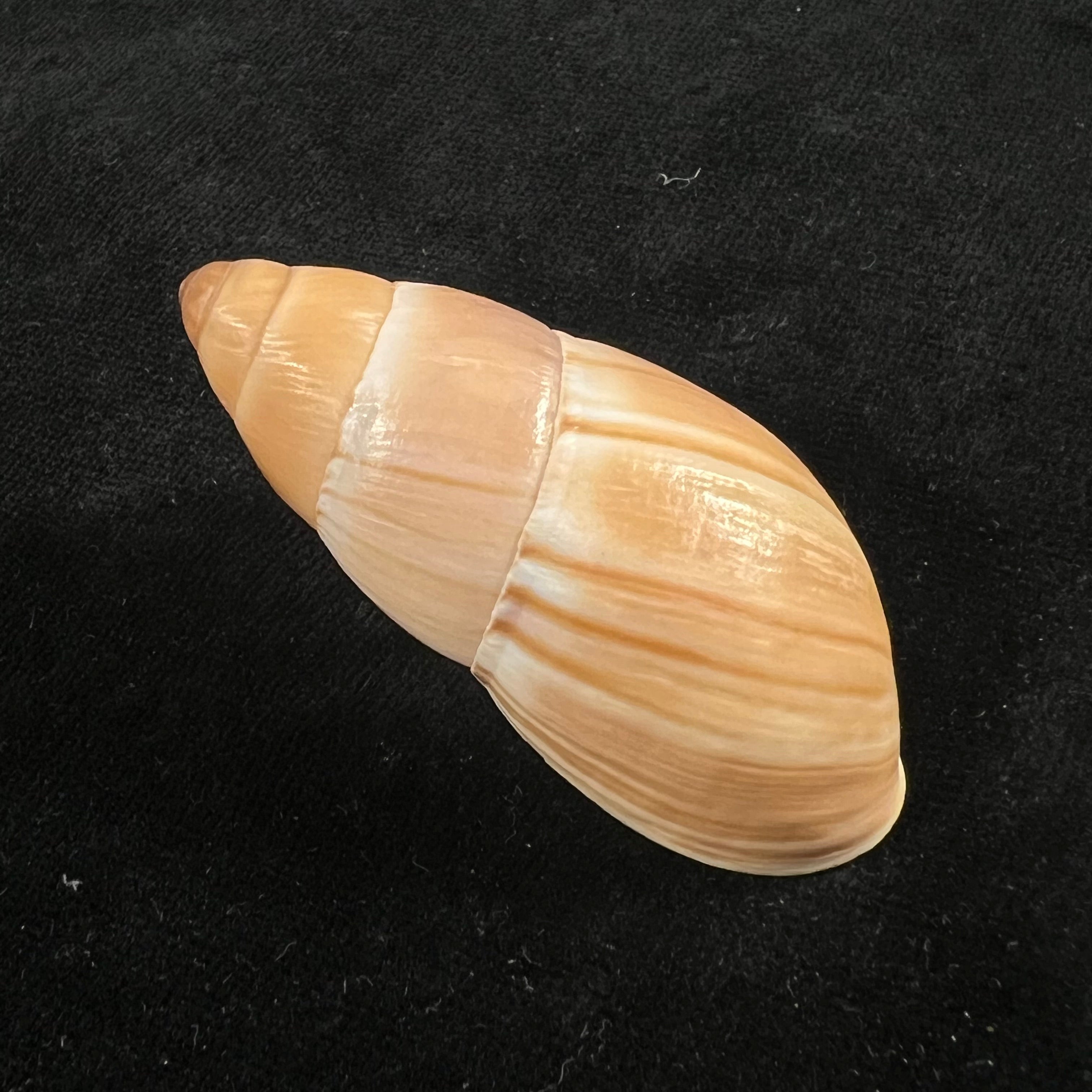 Thaumastus achilles (L. Pfeiffer, 1853) - 56,5mm