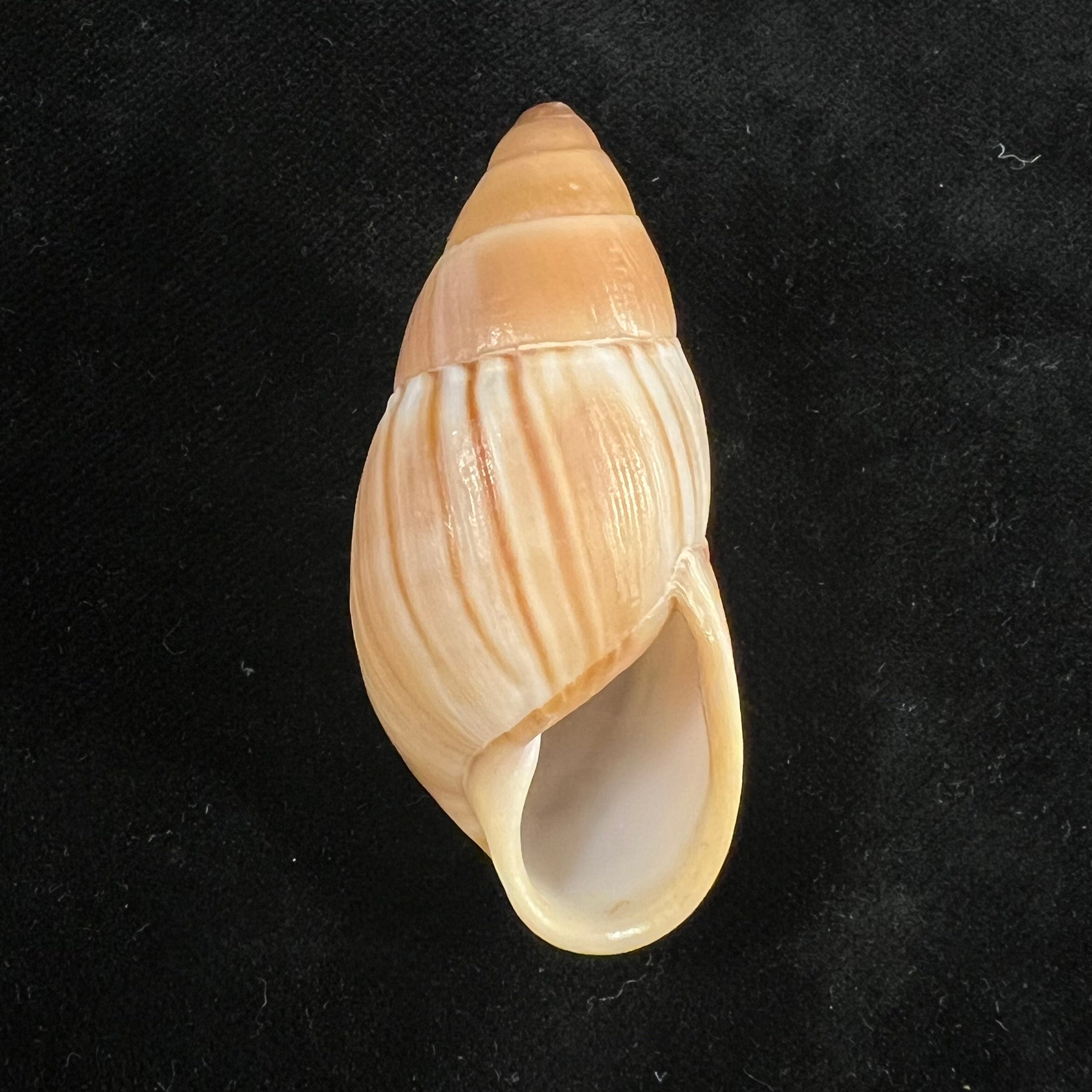 Thaumastus achilles (L. Pfeiffer, 1853) - 56,5mm