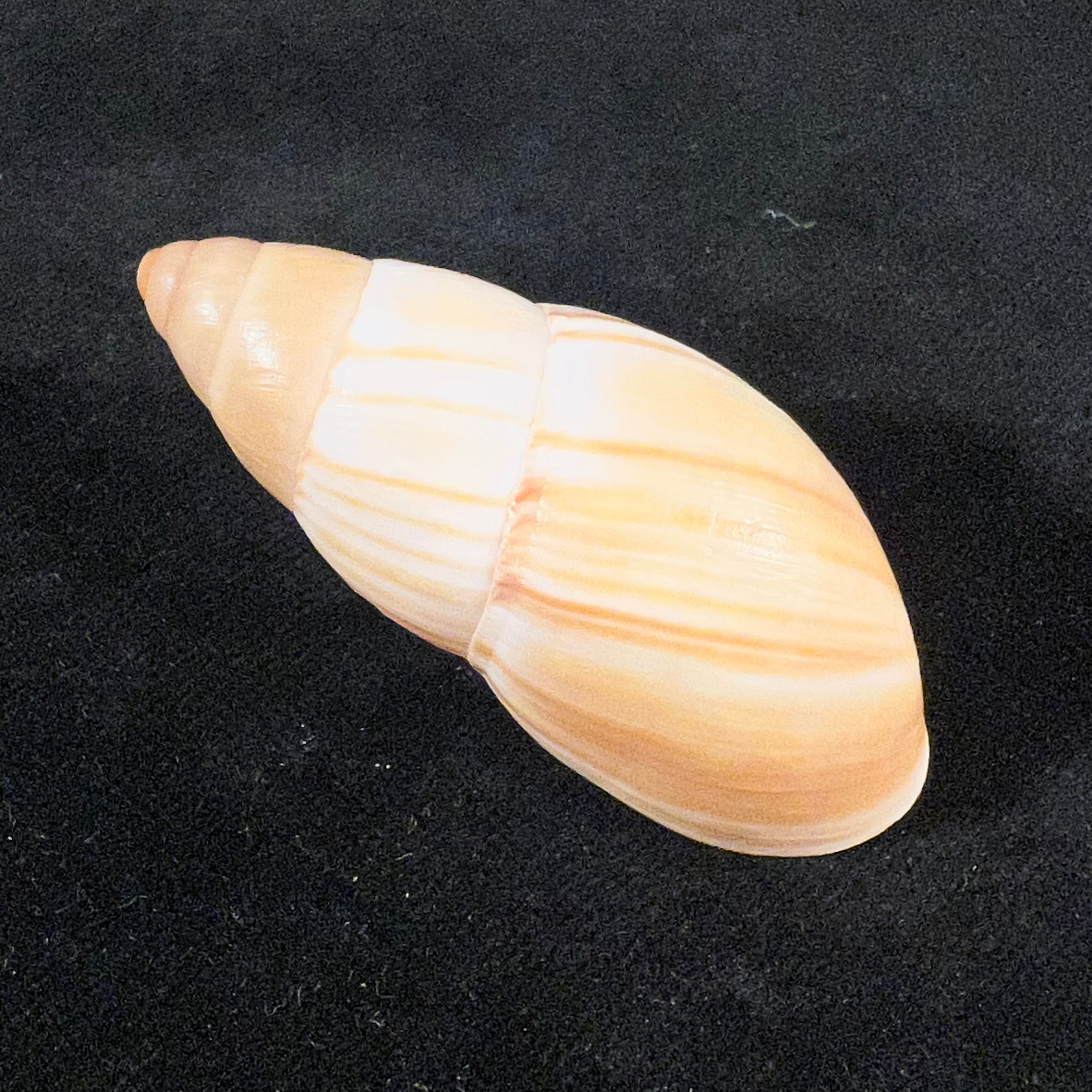 Thaumastus achilles (L. Pfeiffer, 1853) - 55,7mm