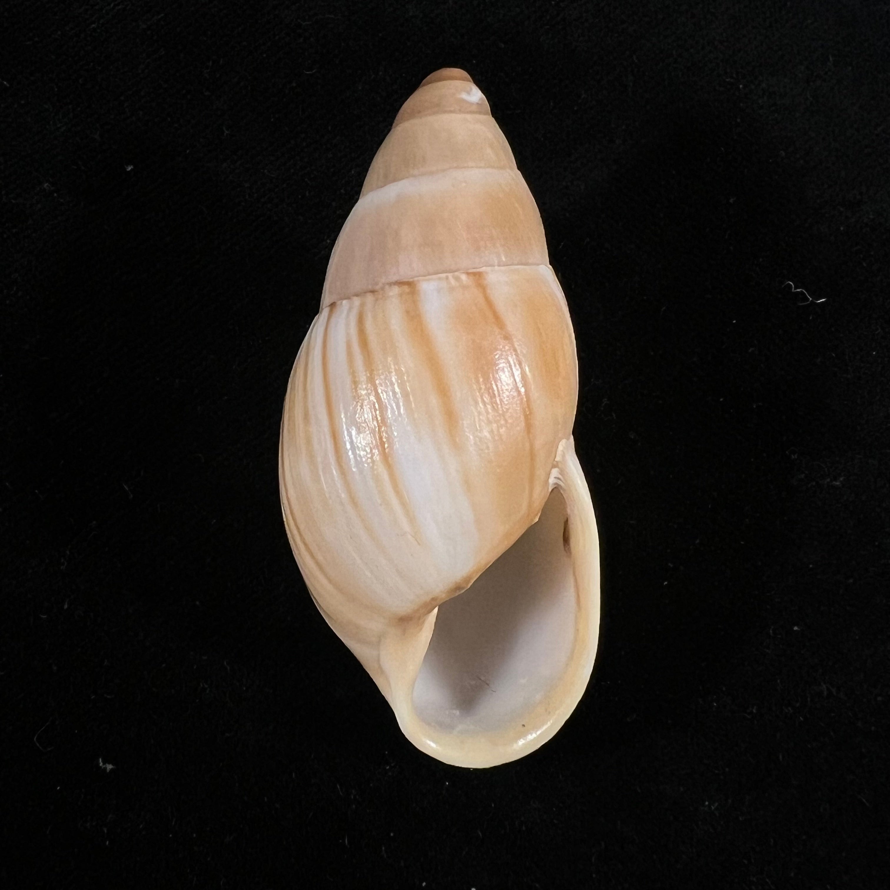 Thaumastus achilles (L. Pfeiffer, 1853) - 55,7mm