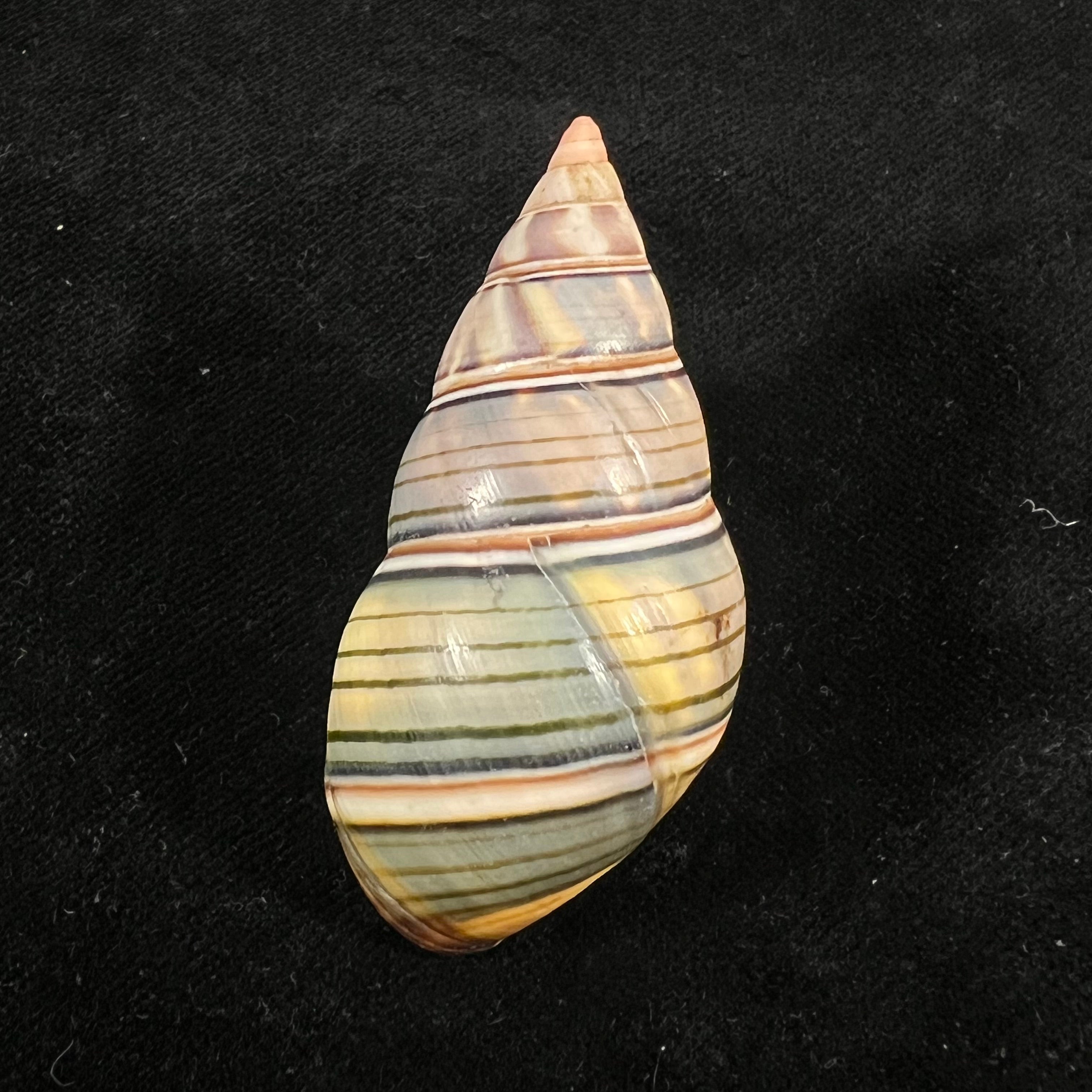 Liguus fasciatus guitarti Jaume, 1952 - 55,8mm