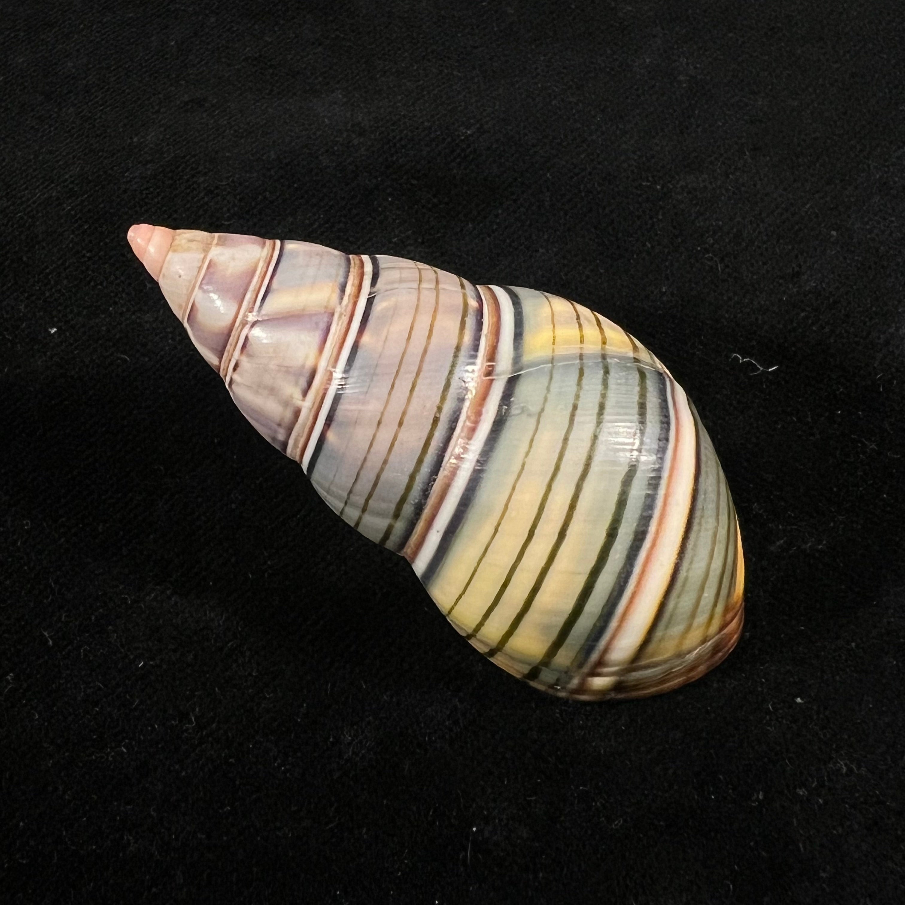 Liguus fasciatus guitarti Jaume, 1952 - 55,8mm