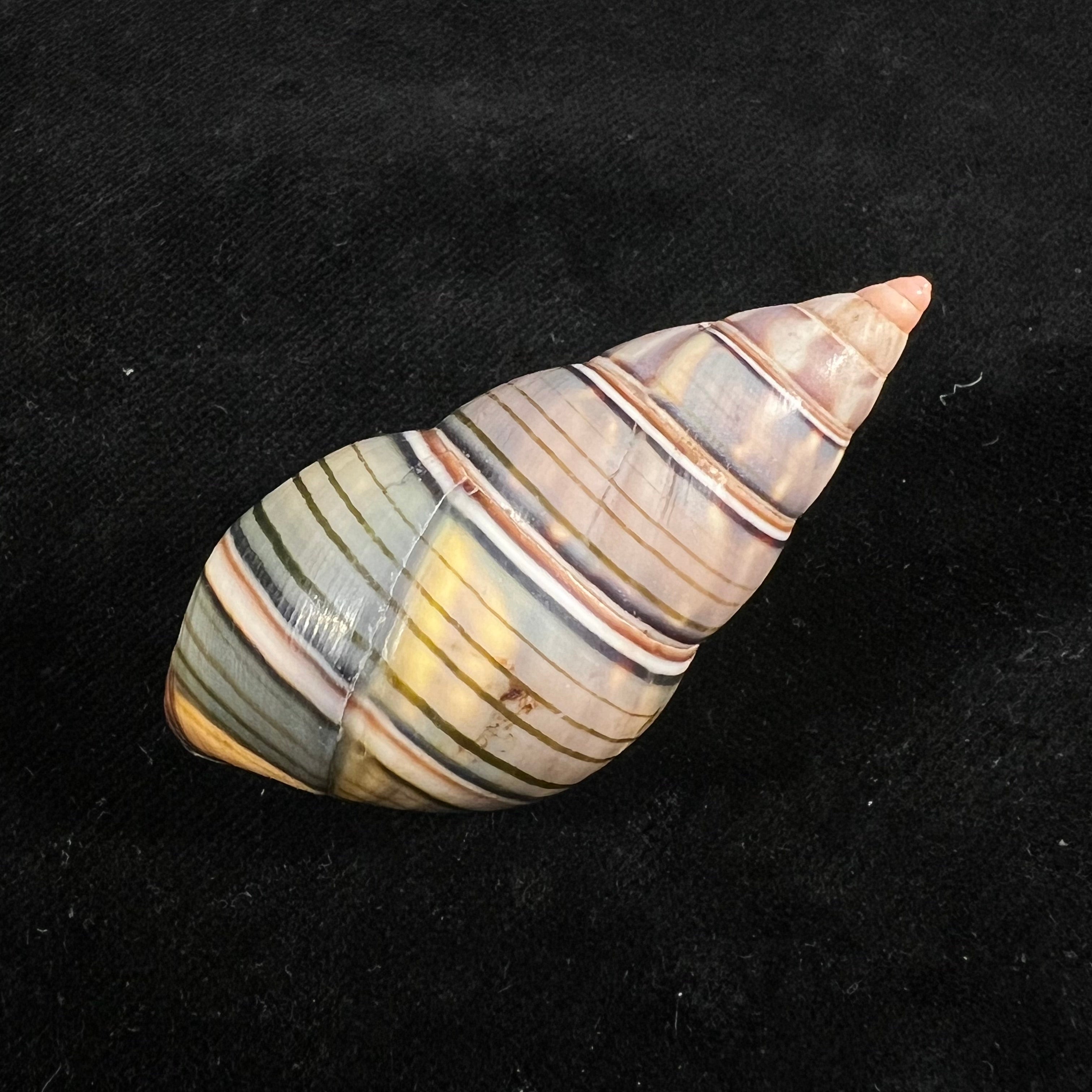 Liguus fasciatus guitarti Jaume, 1952 - 55,8mm