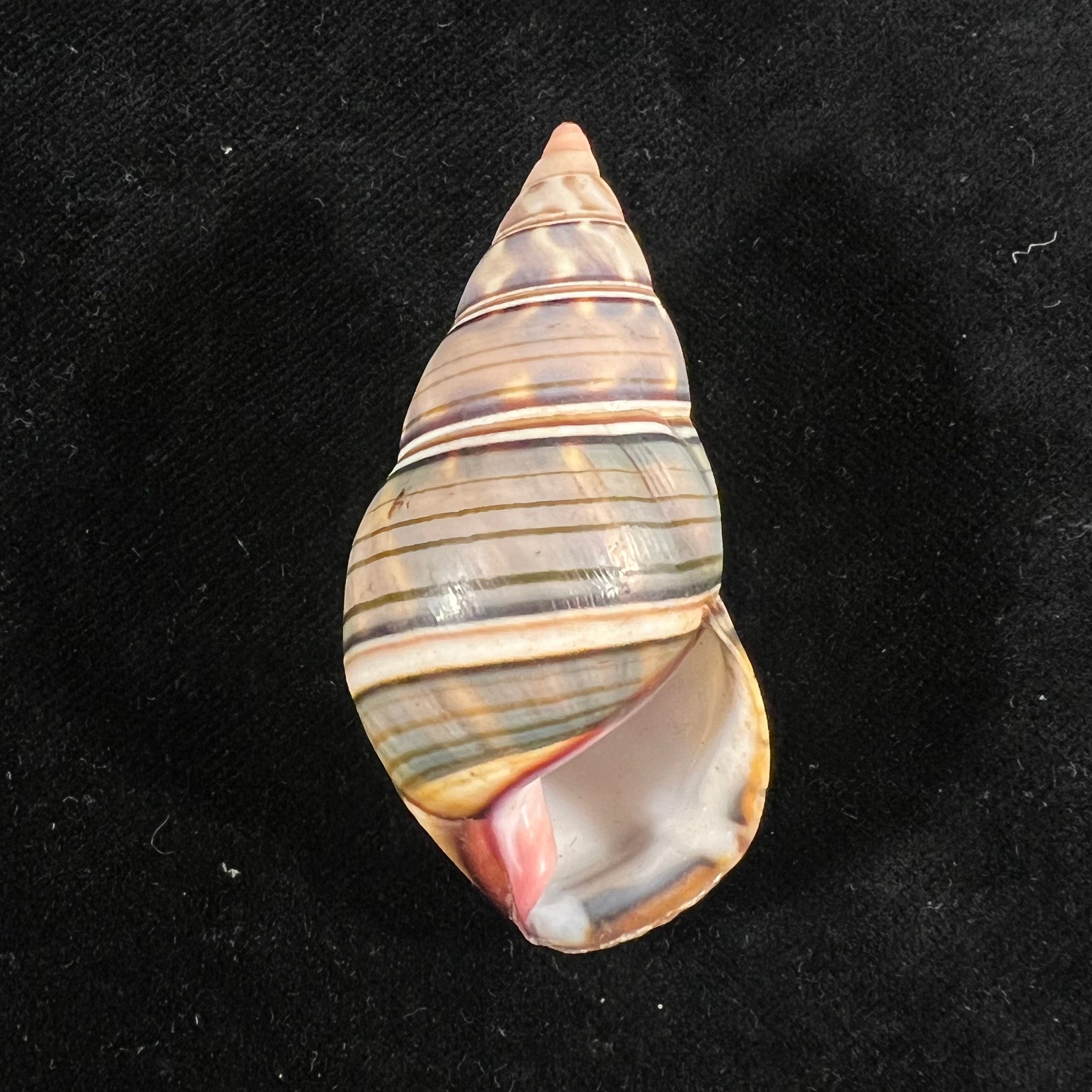 Liguus fasciatus guitarti Jaume, 1952 - 55,8mm