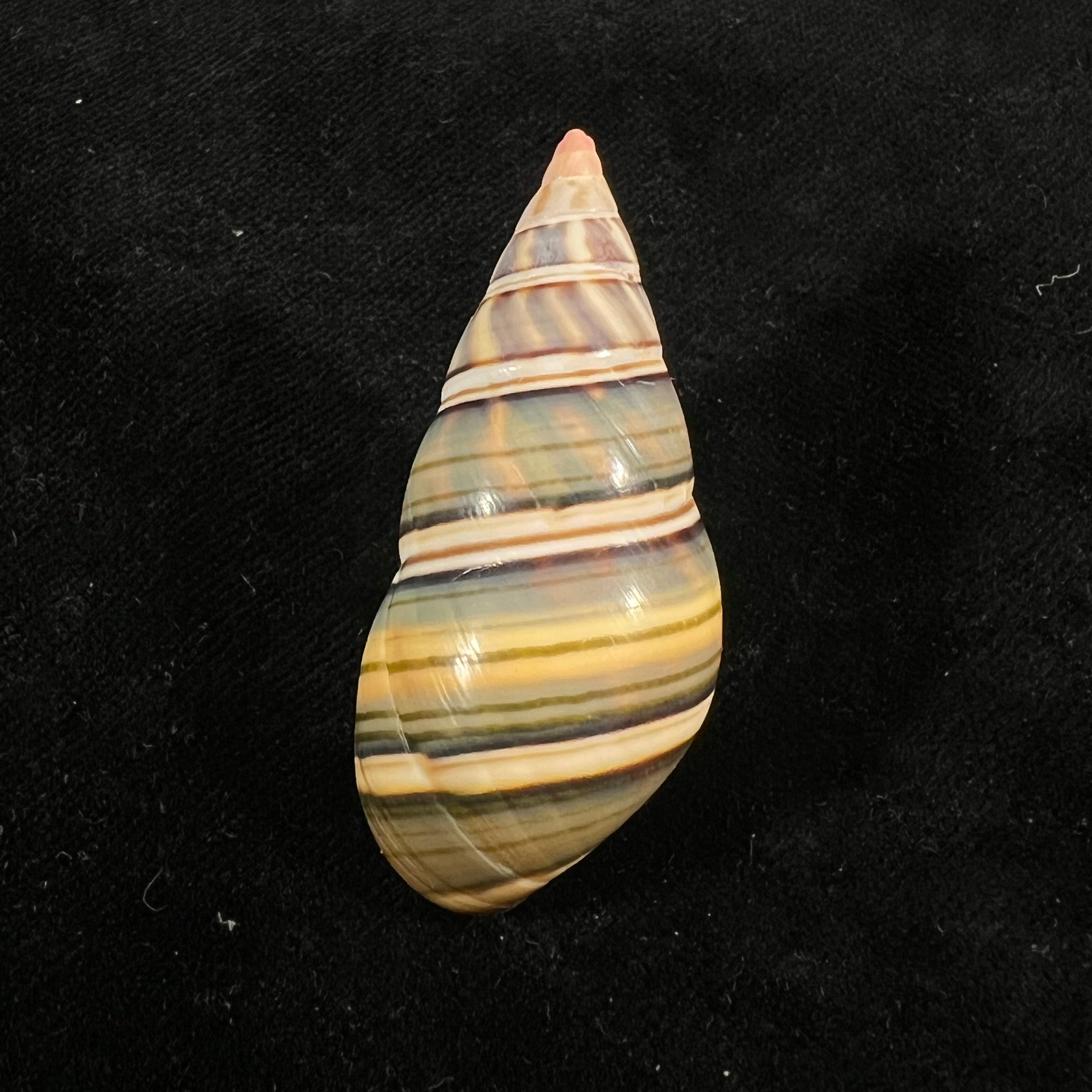 Liguus fasciatus sanctispiritense Guitart, 1945 - 49,9mm