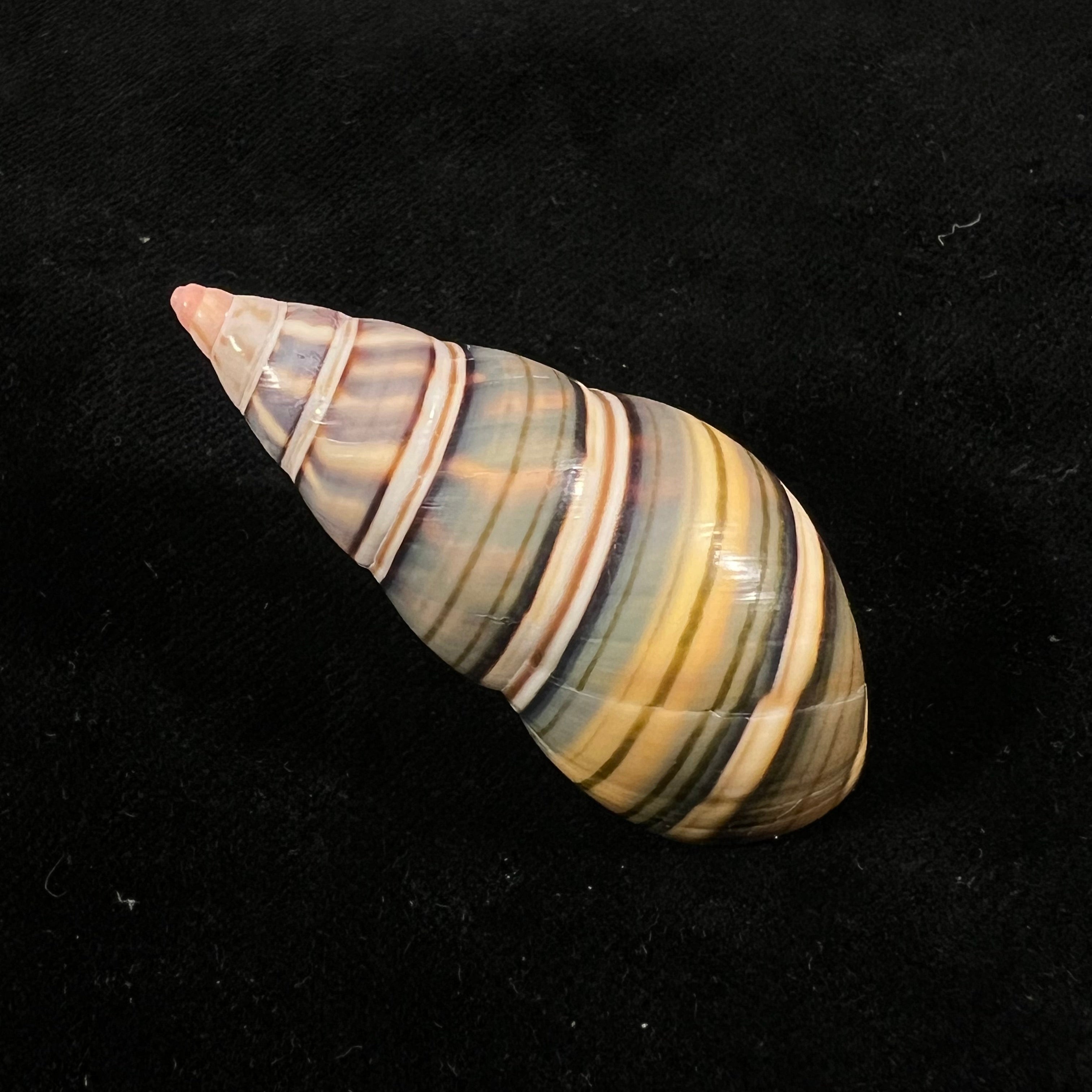 Liguus fasciatus sanctispiritense Guitart, 1945 - 49,9mm