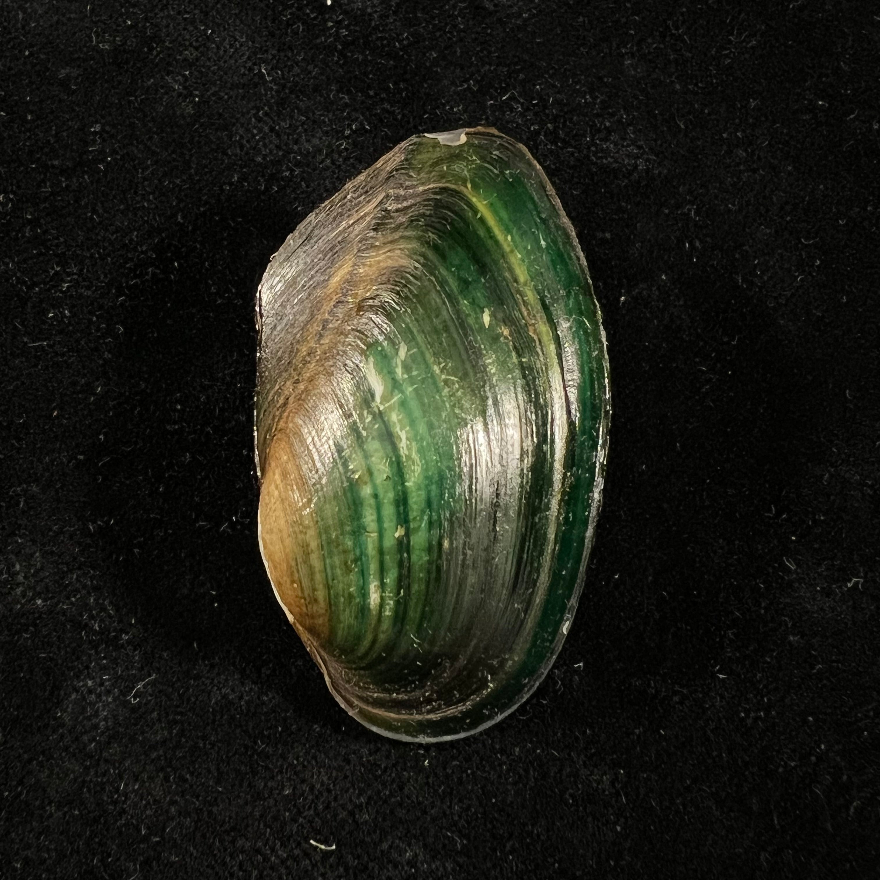 Anodontites georginae (Gray, 1834) - 47,6mm