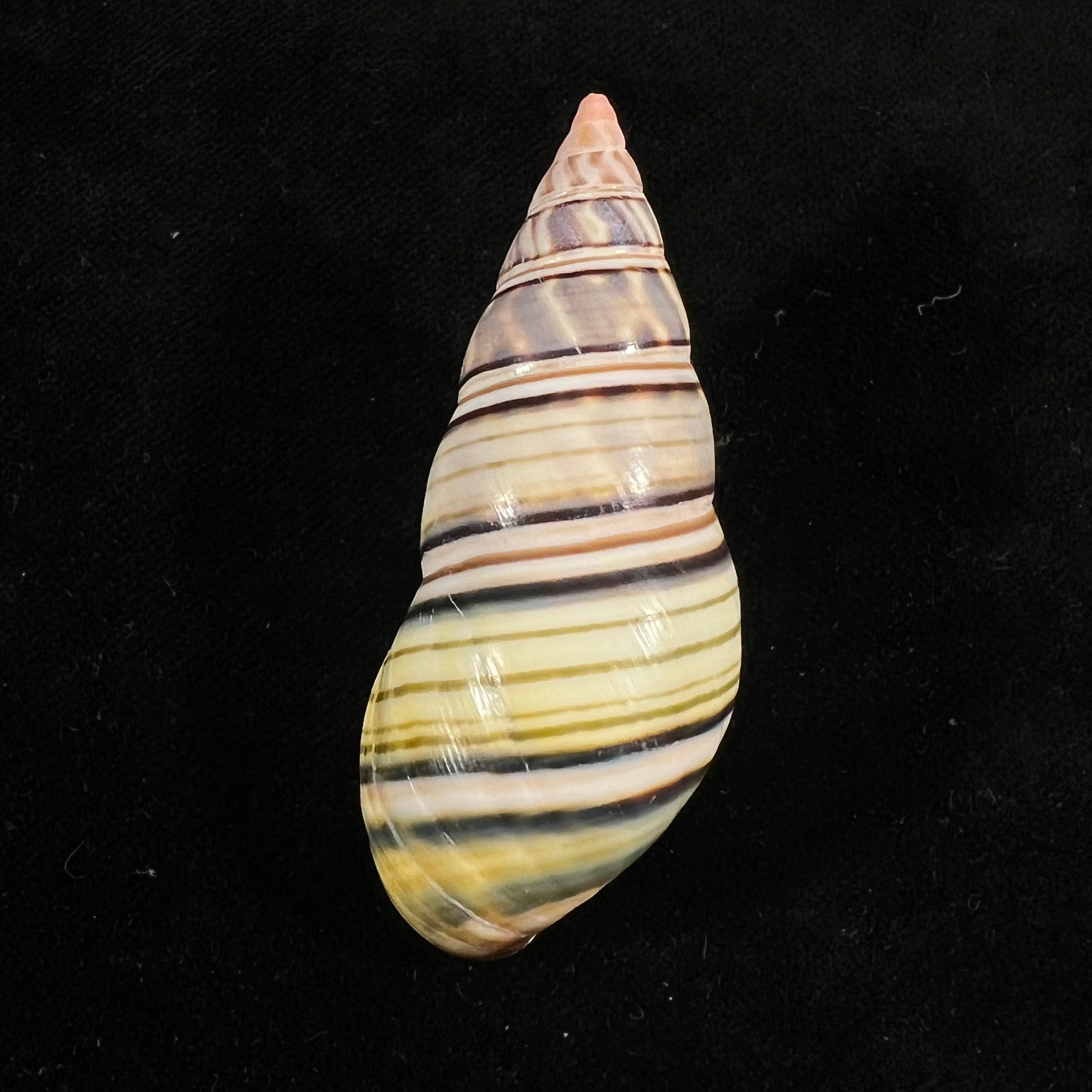 Liguus fasciatus sanctispiritense Guitart, 1945 - 60,4mm