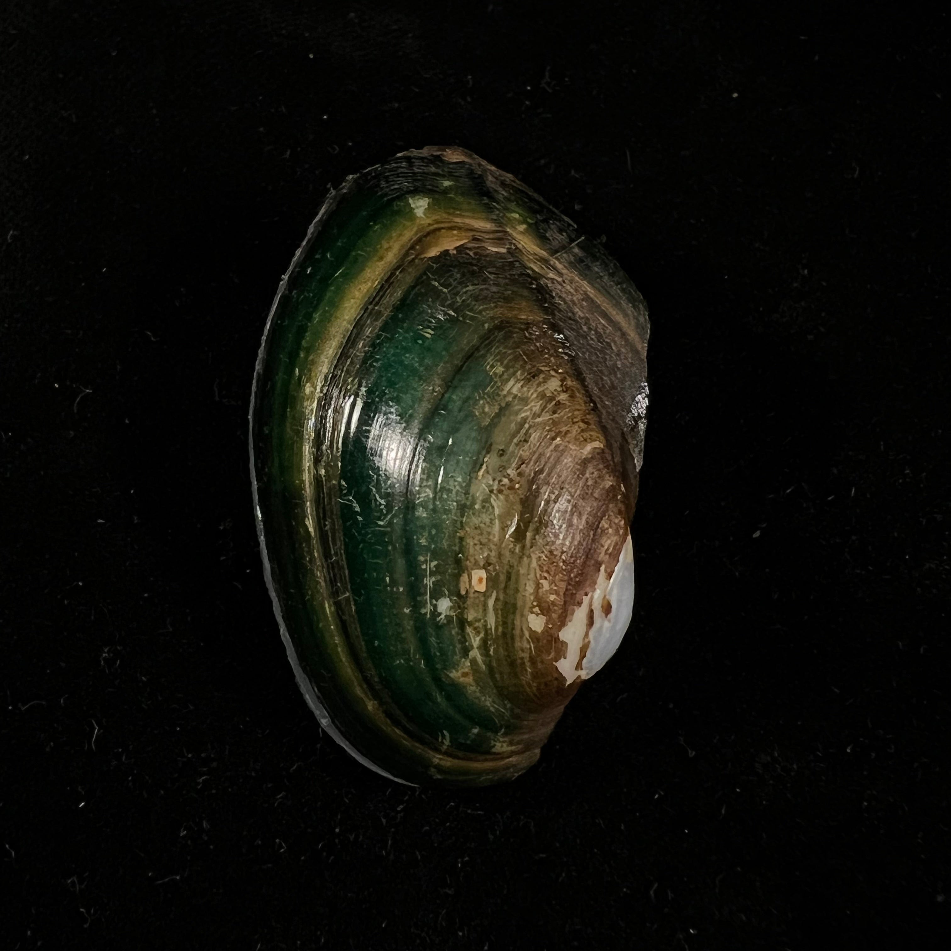 Anodontites georginae (Gray, 1834) - 42,7mm