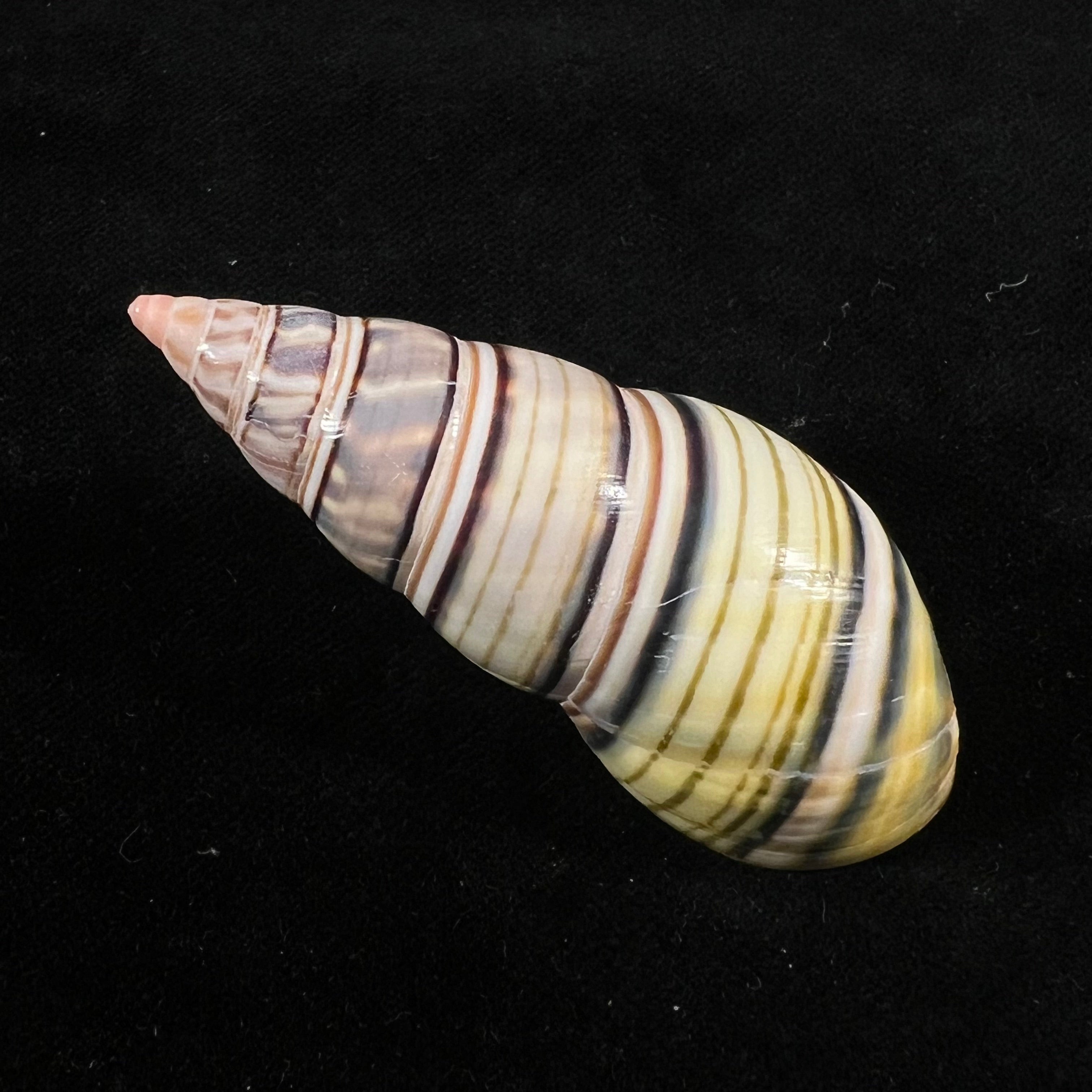 Liguus fasciatus sanctispiritense Guitart, 1945 - 60,4mm