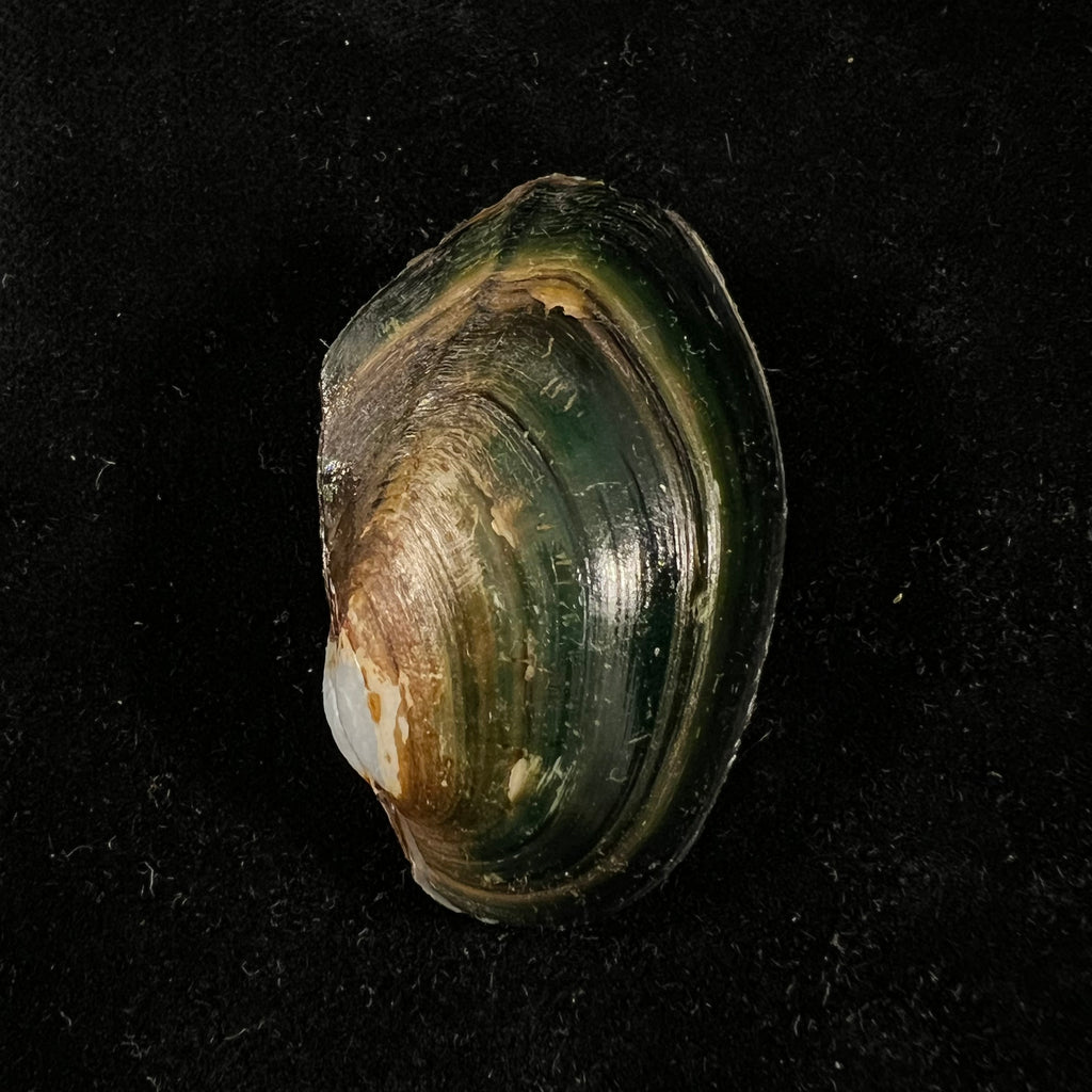 Anodontites georginae (Gray, 1834) - 42,7mm