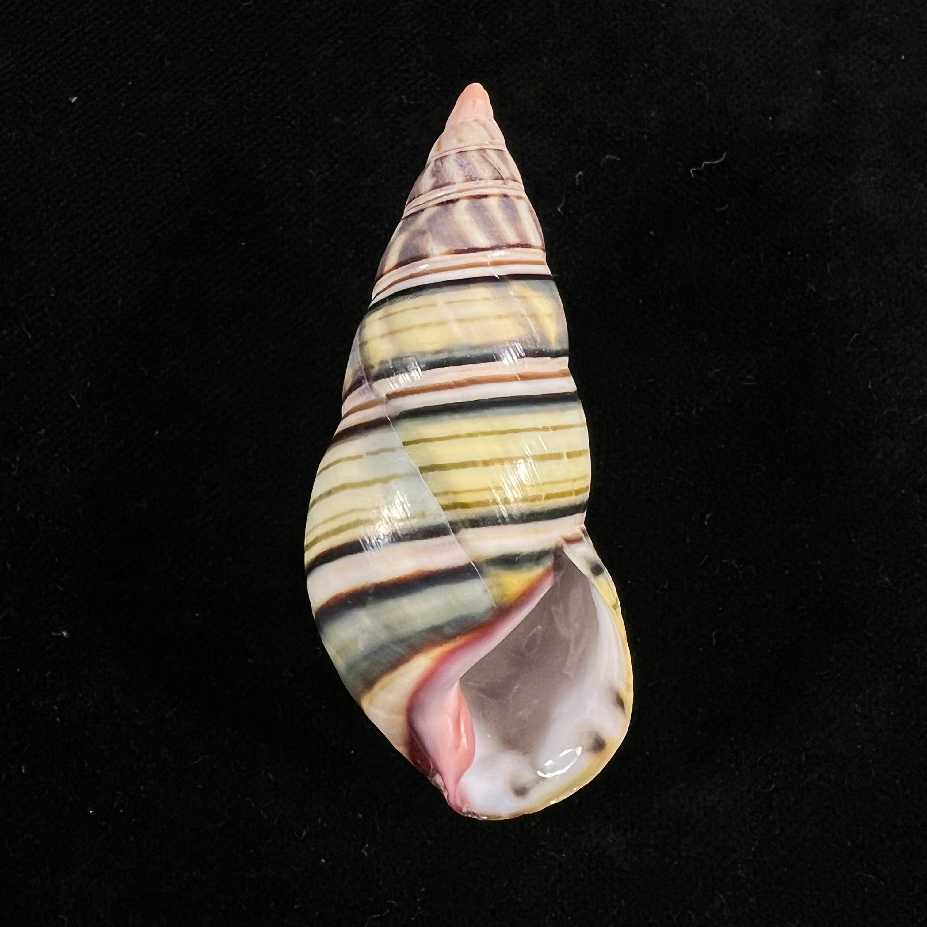 Liguus fasciatus sanctispiritense Guitart, 1945 - 60,4mm