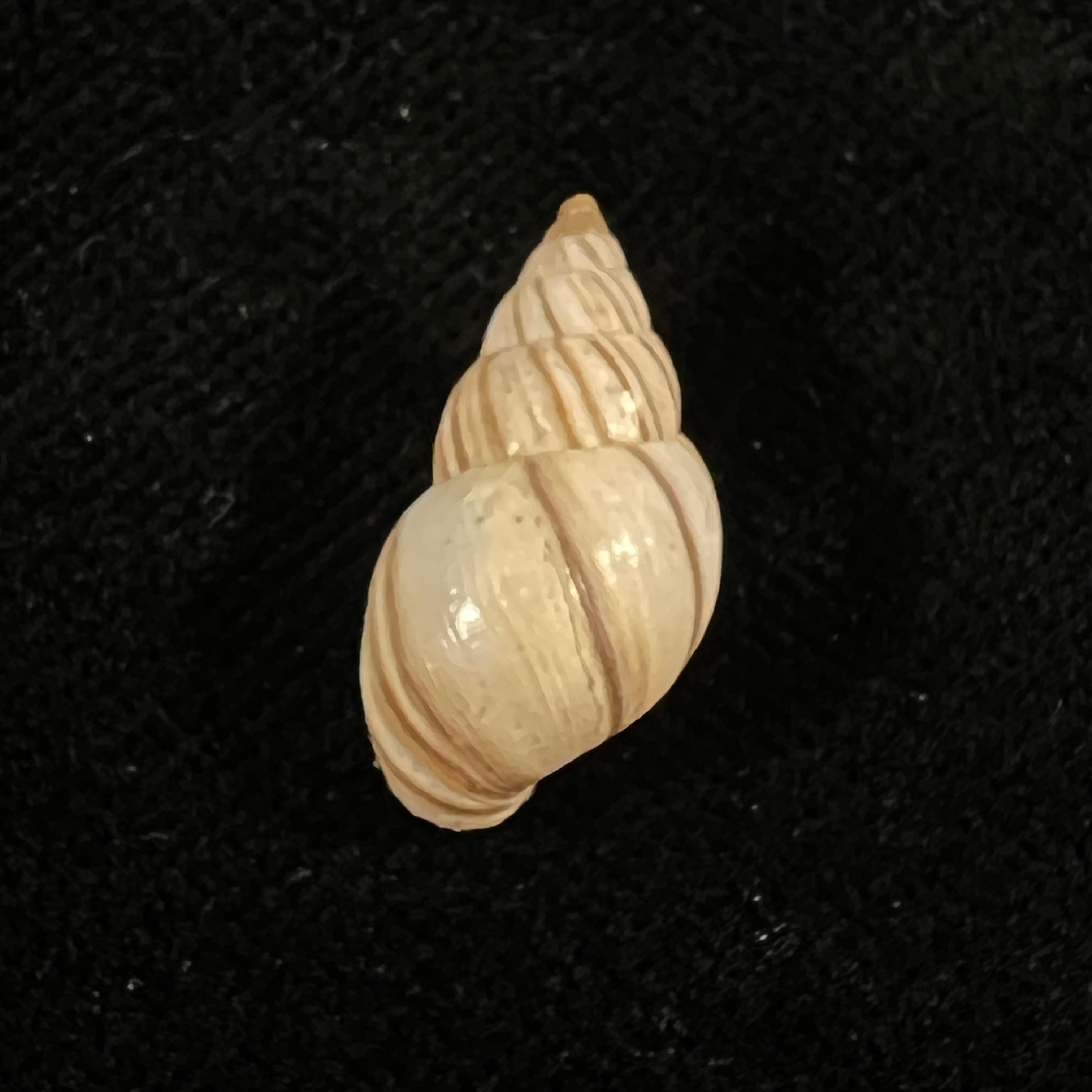 Bostryx ignobilis (R. A. Philippi, 1867) - 18,6mm