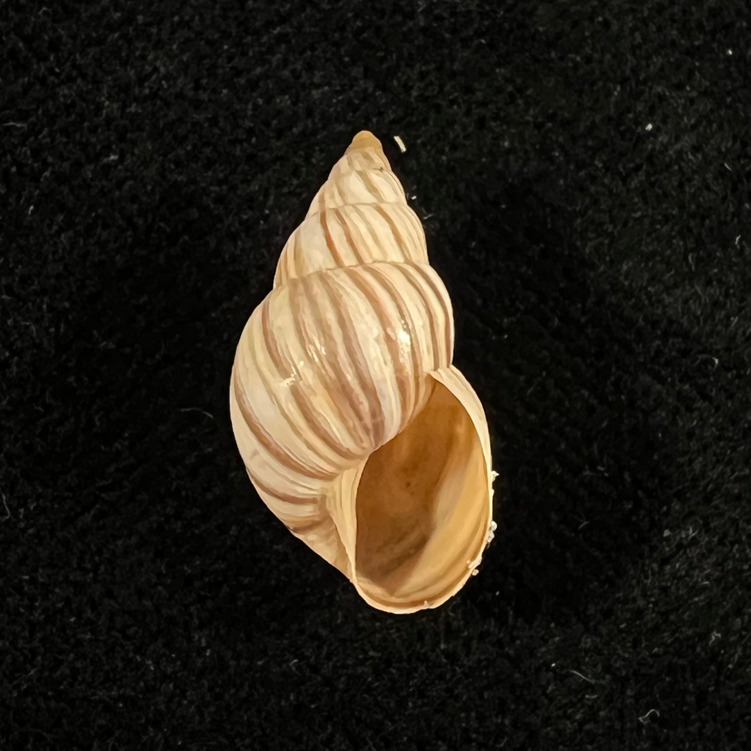 Bostryx ignobilis (R. A. Philippi, 1867) - 18,6mm