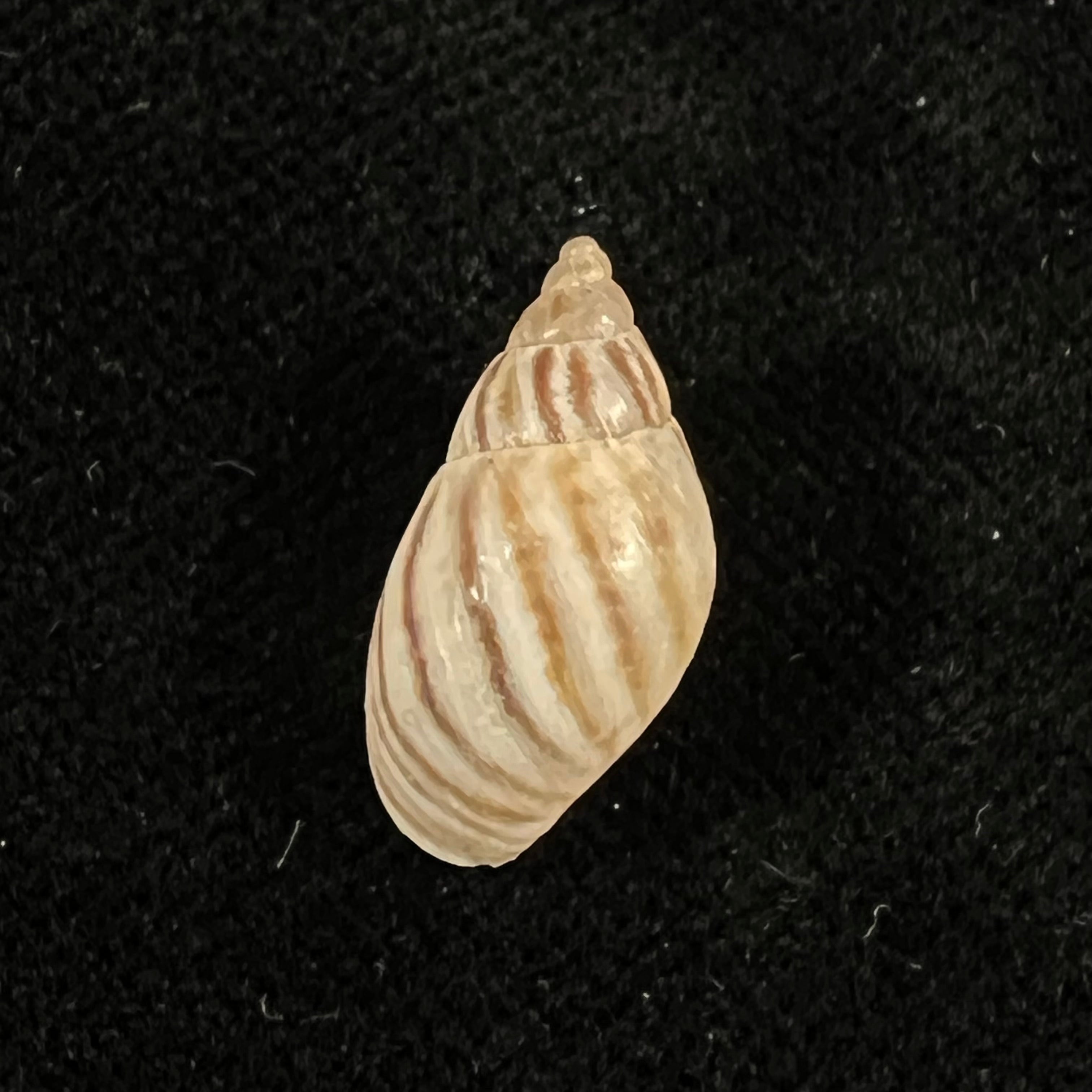 Discoleus ameghinoi (Ihering, 1908) - 16,9mm