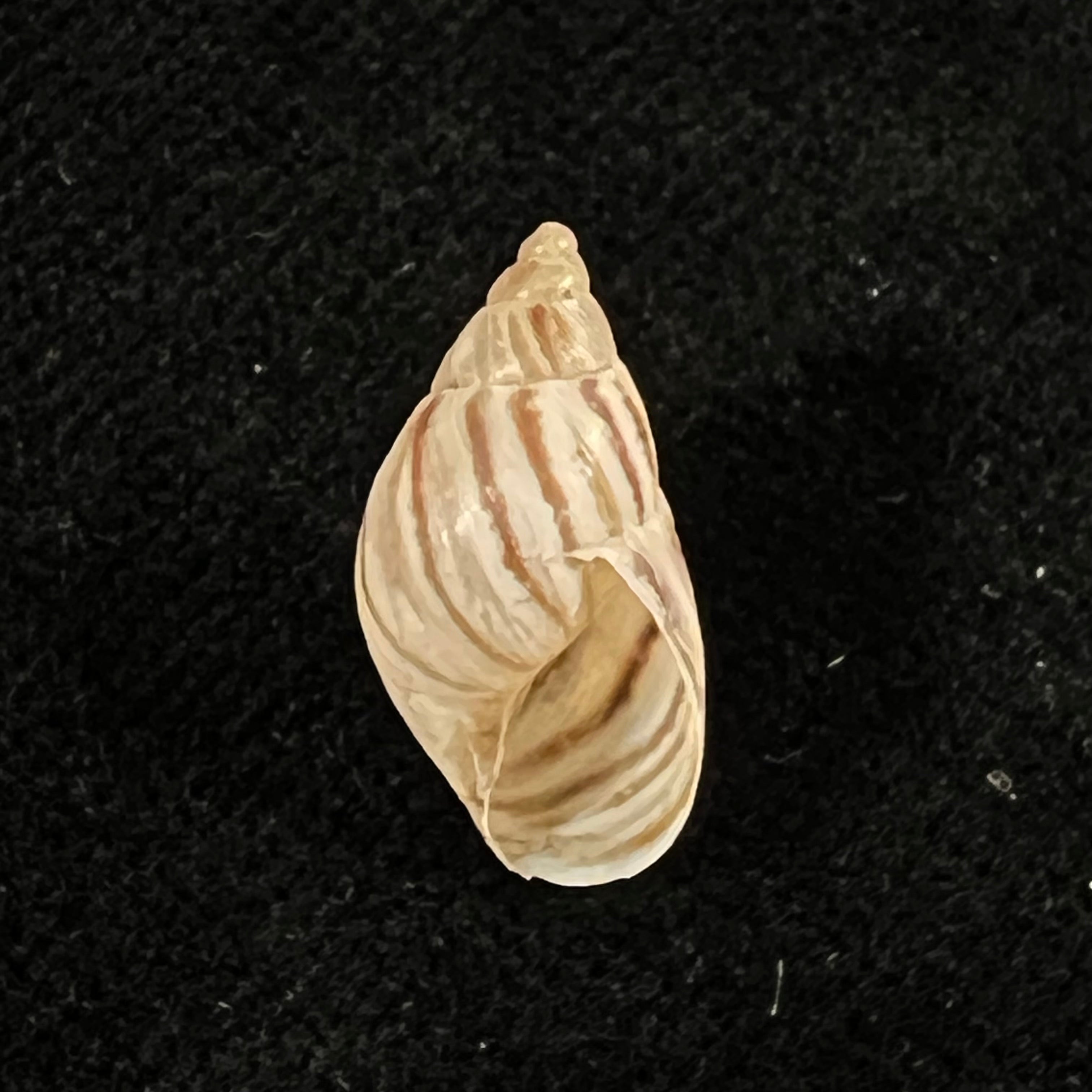 Discoleus ameghinoi (Ihering, 1908) - 16,9mm