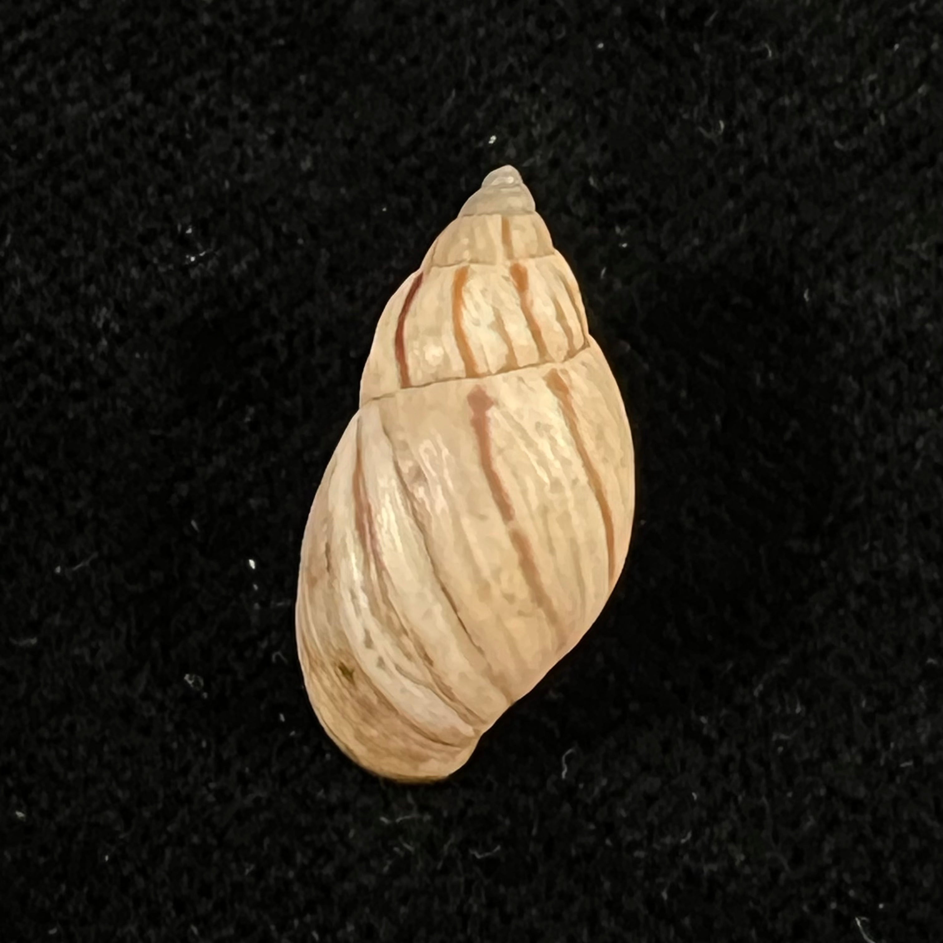 Discoleus ameghinoi (Ihering, 1908) - 19,3mm