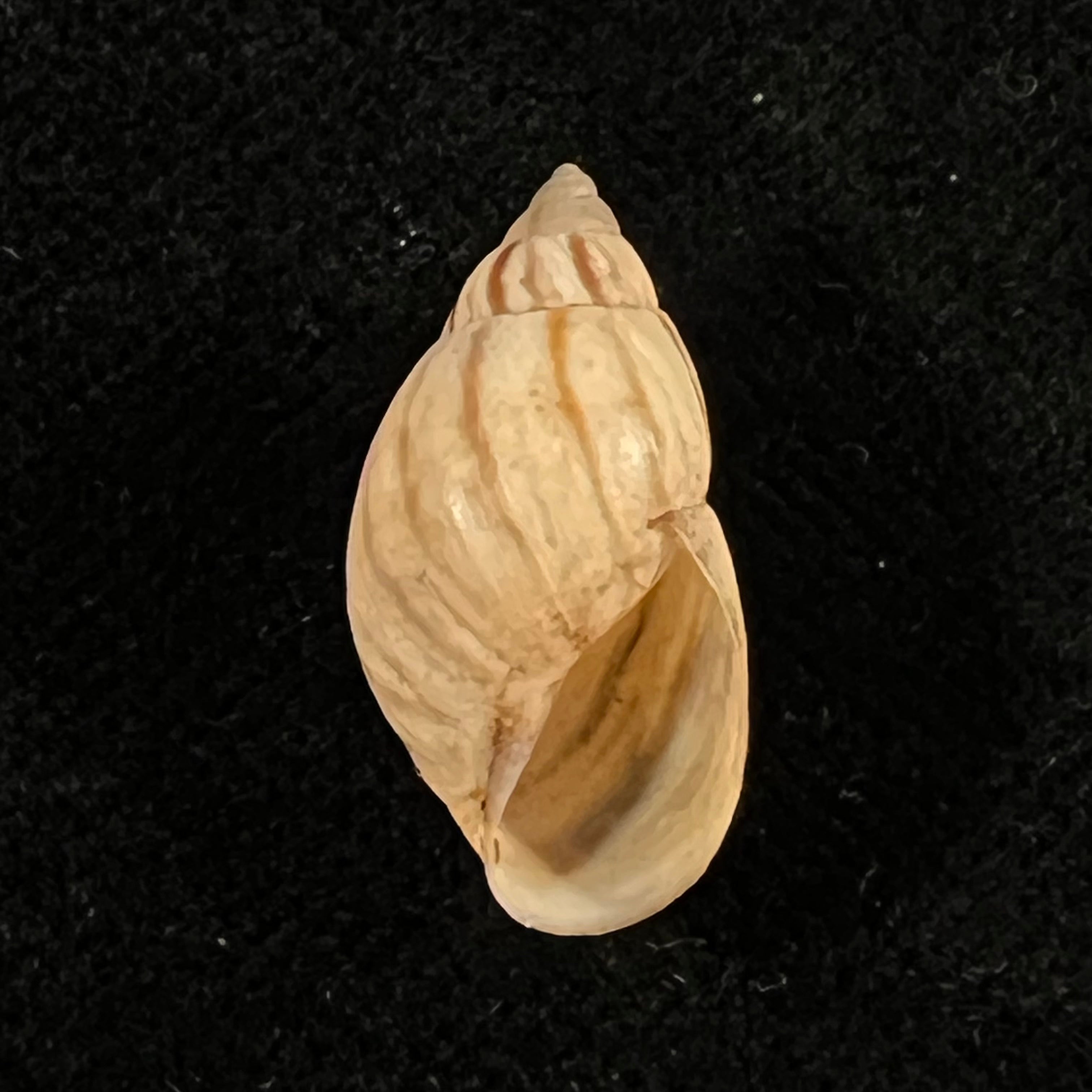 Discoleus ameghinoi (Ihering, 1908) - 19,3mm