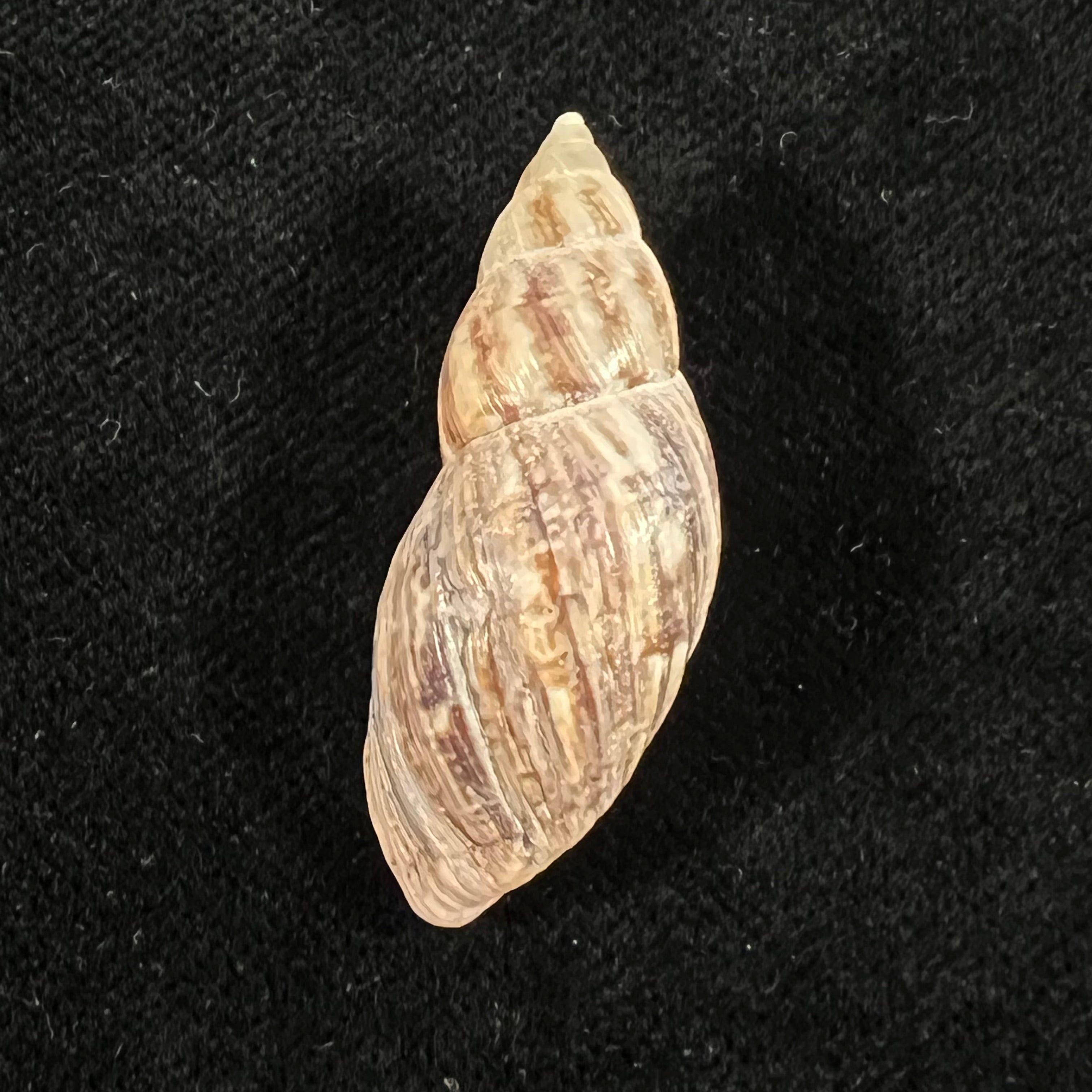 Drymaeus pulcherrimus (H. Adams, 1867) - 35,3mm