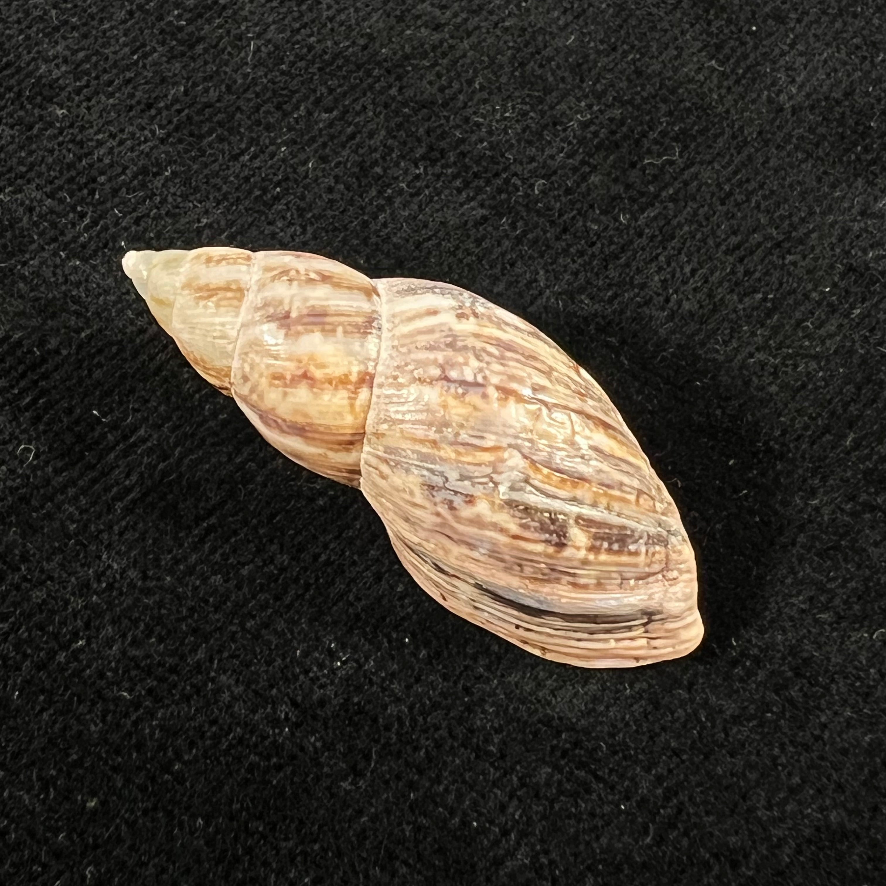 Drymaeus pulcherrimus (H. Adams, 1867) - 35,3mm