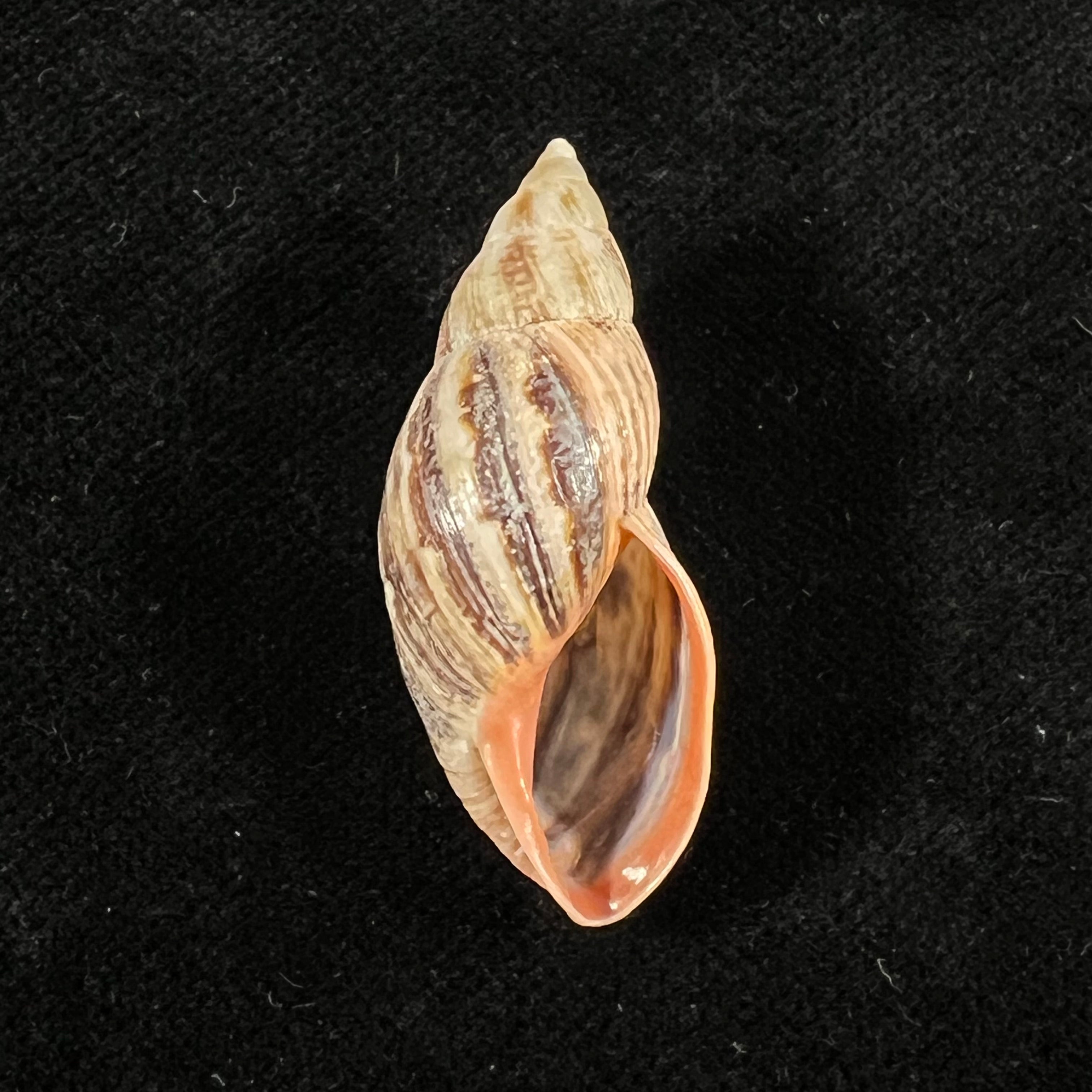 Drymaeus pulcherrimus (H. Adams, 1867) - 35,3mm