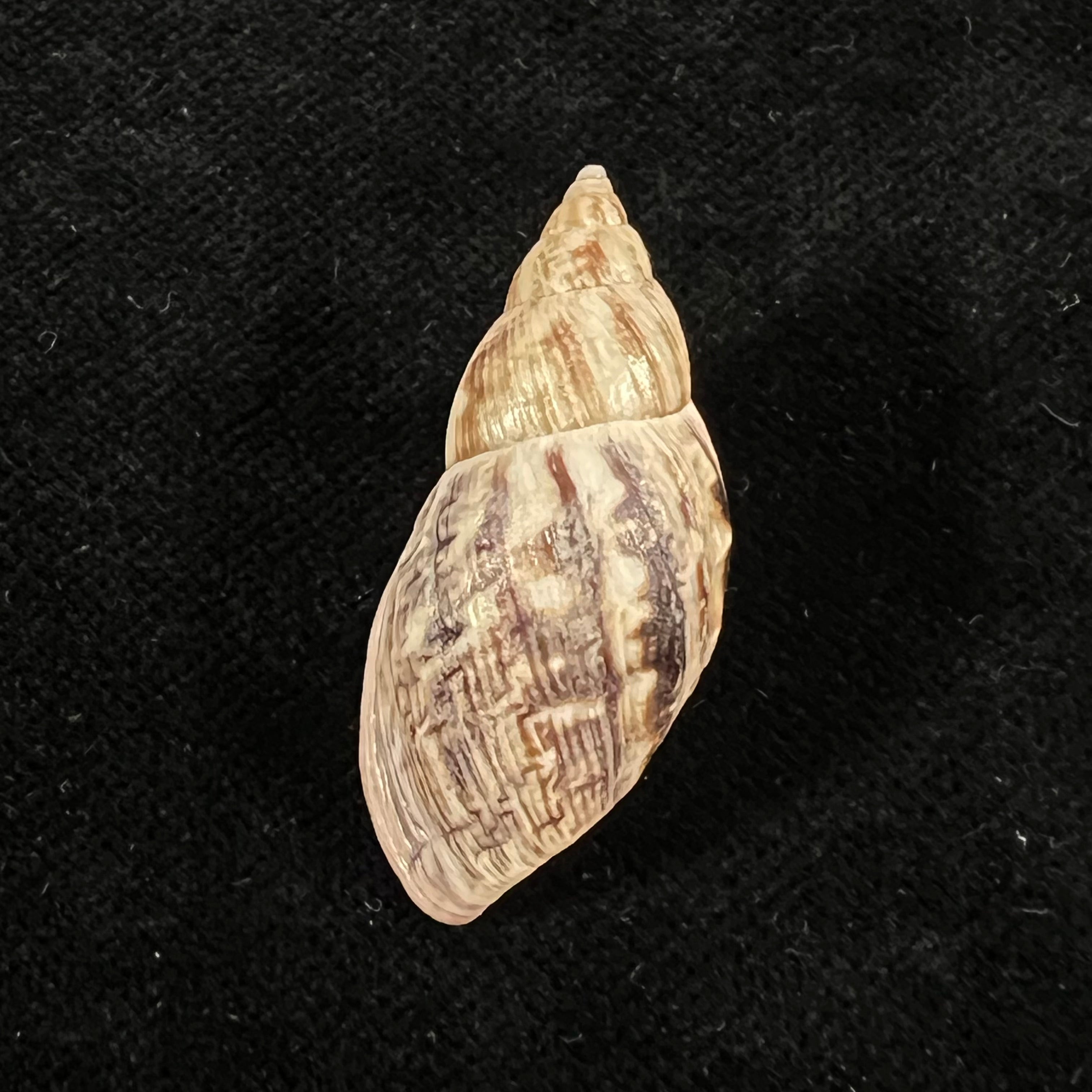 Drymaeus pulcherrimus (H. Adams, 1867) - 33,6mm