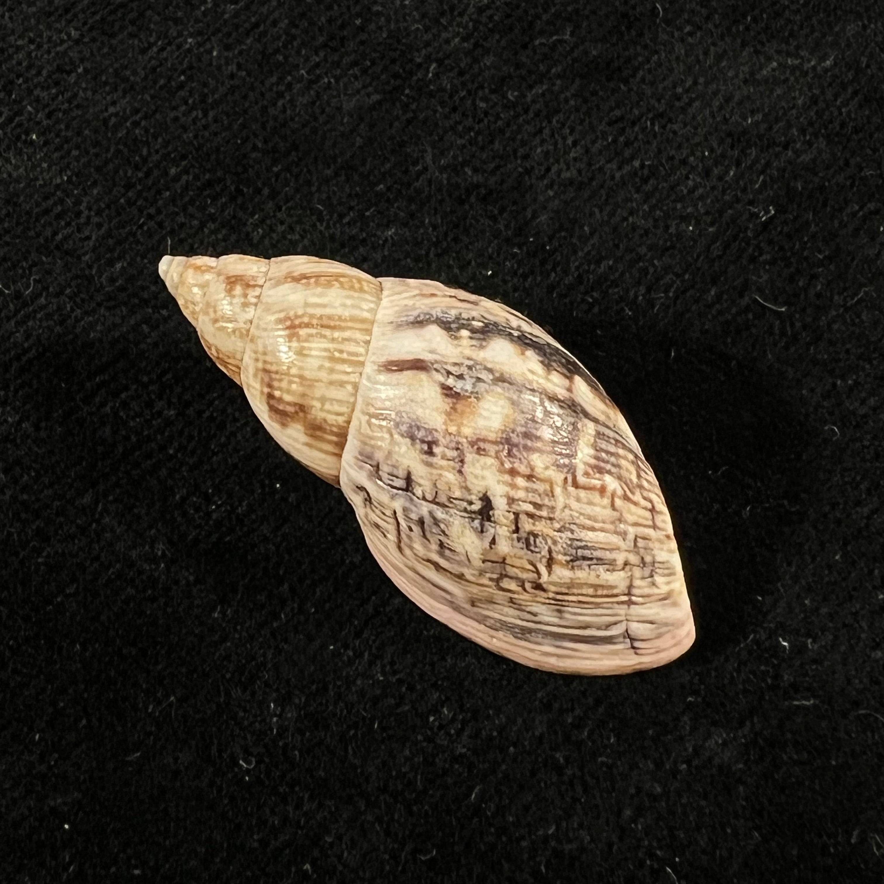 Drymaeus pulcherrimus (H. Adams, 1867) - 33,6mm