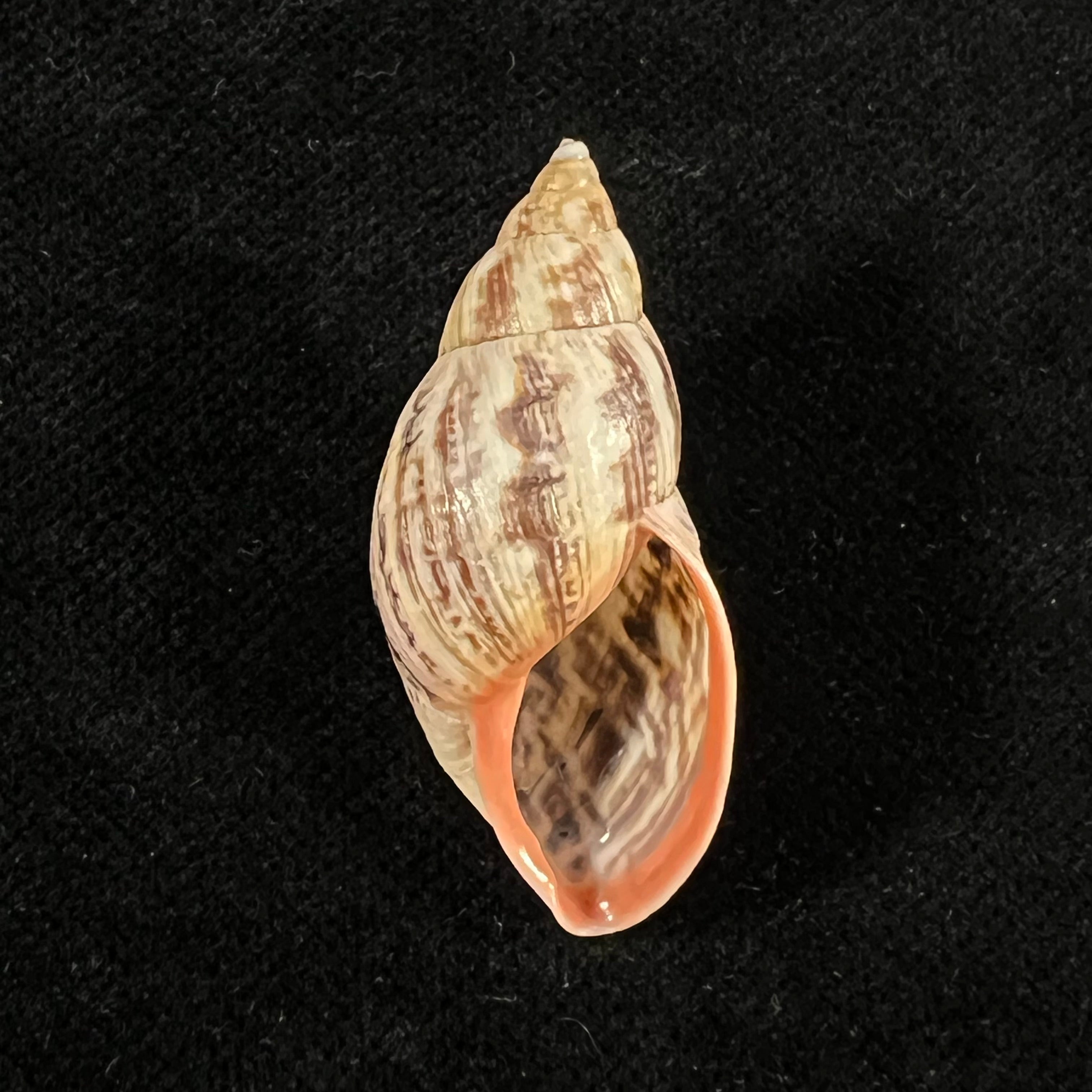 Drymaeus pulcherrimus (H. Adams, 1867) - 33,6mm