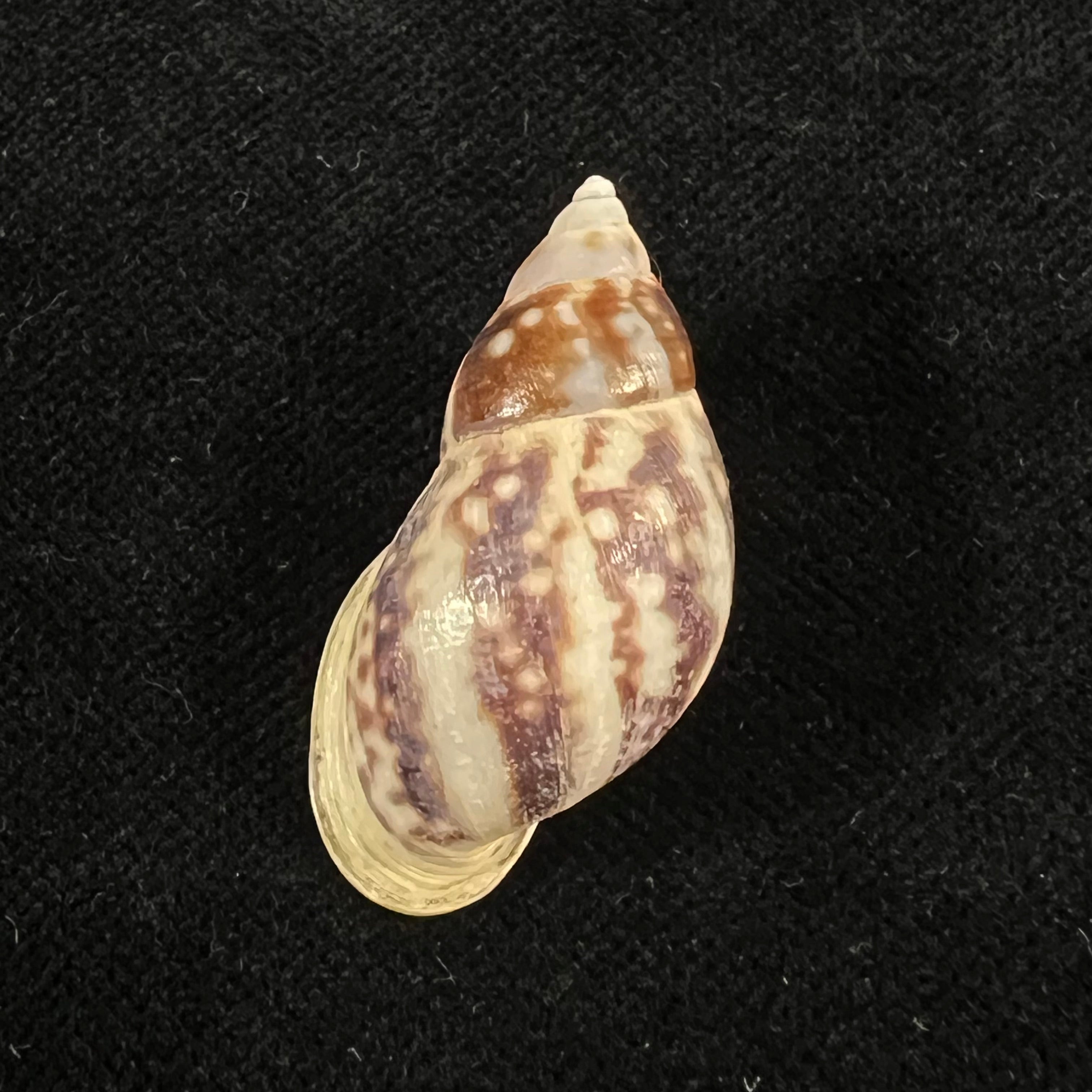 Drymaeus palassus Breure, 1981 - 32,5mm