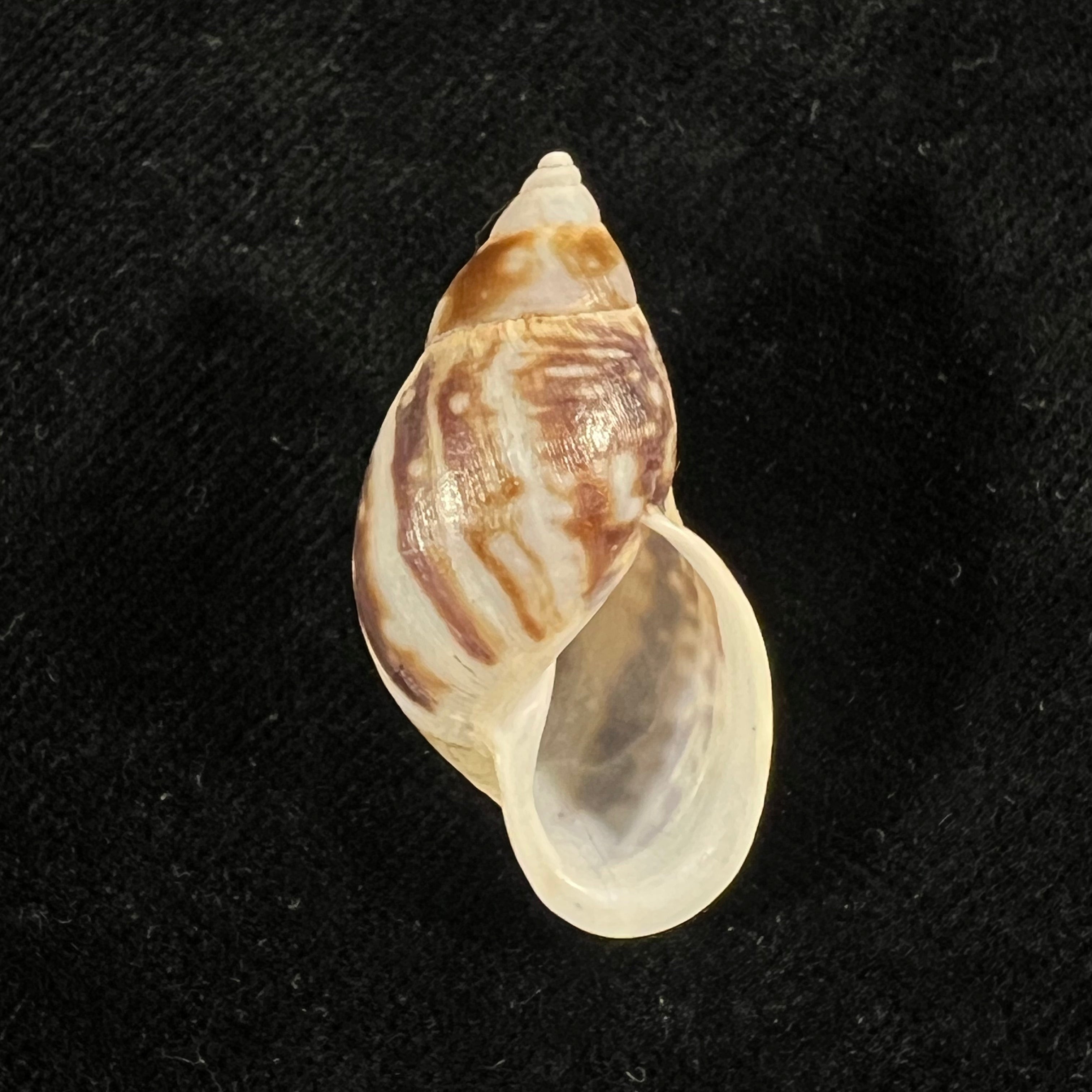 Drymaeus palassus Breure, 1981 - 32,5mm