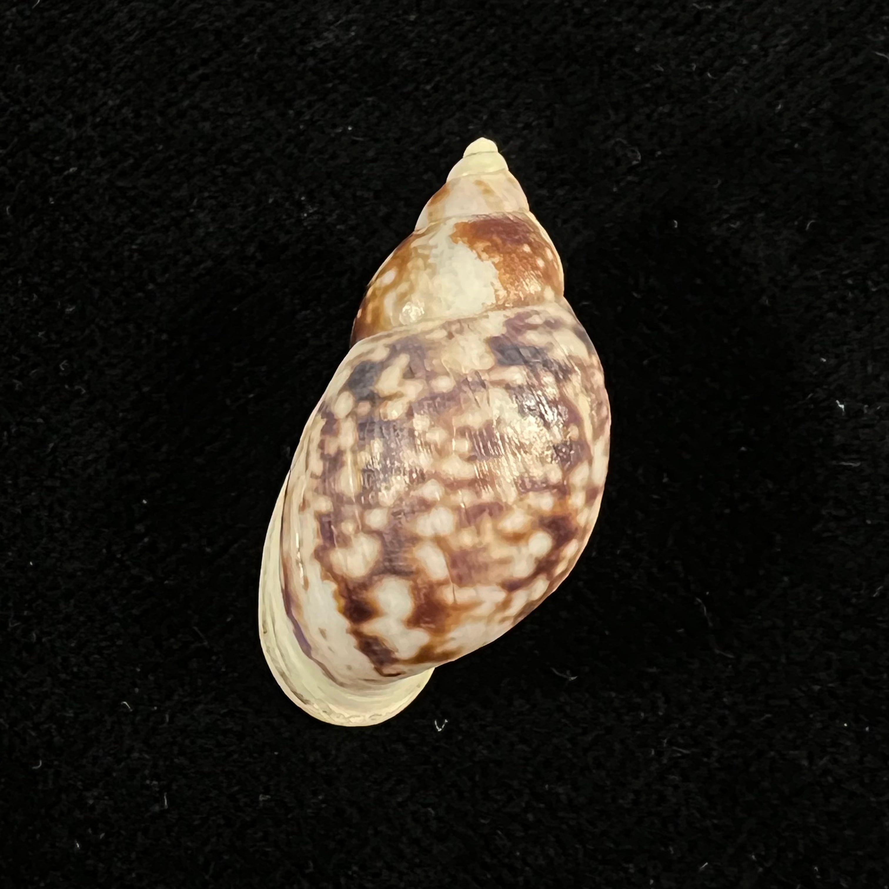 Drymaeus palassus Breure, 1981 - 30,5mm