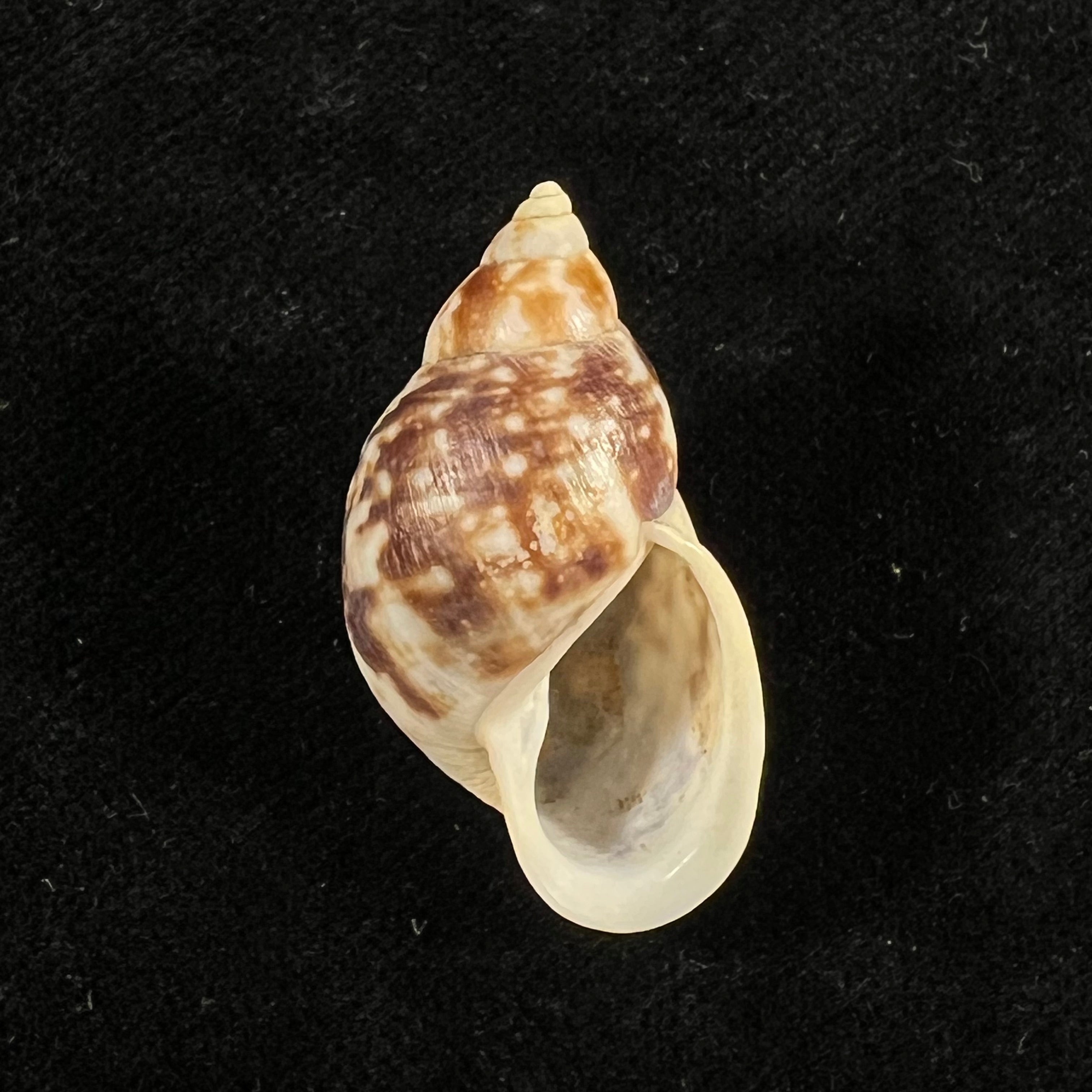 Drymaeus palassus Breure, 1981 - 30,5mm