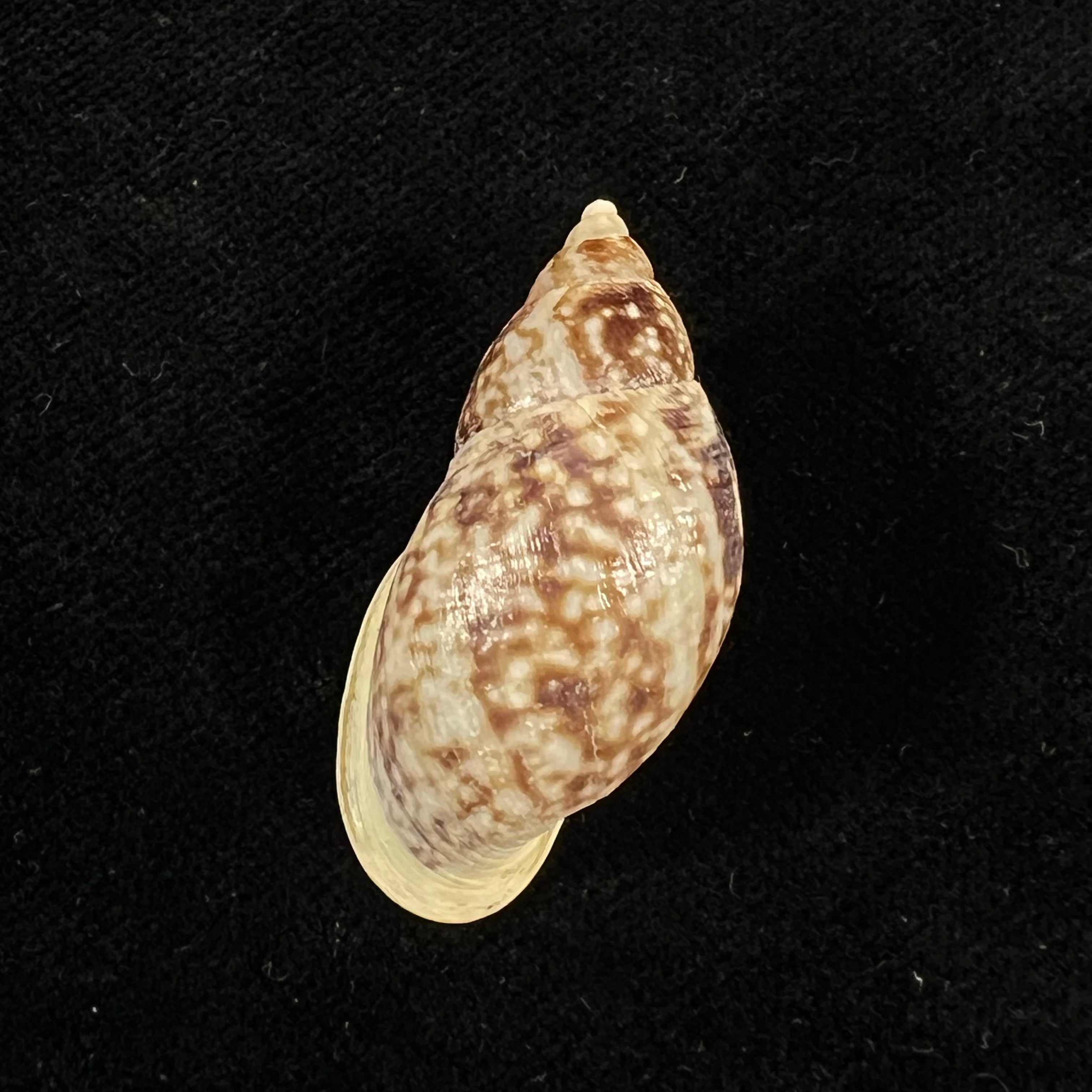 Drymaeus palassus Breure, 1981 - 34,7mm