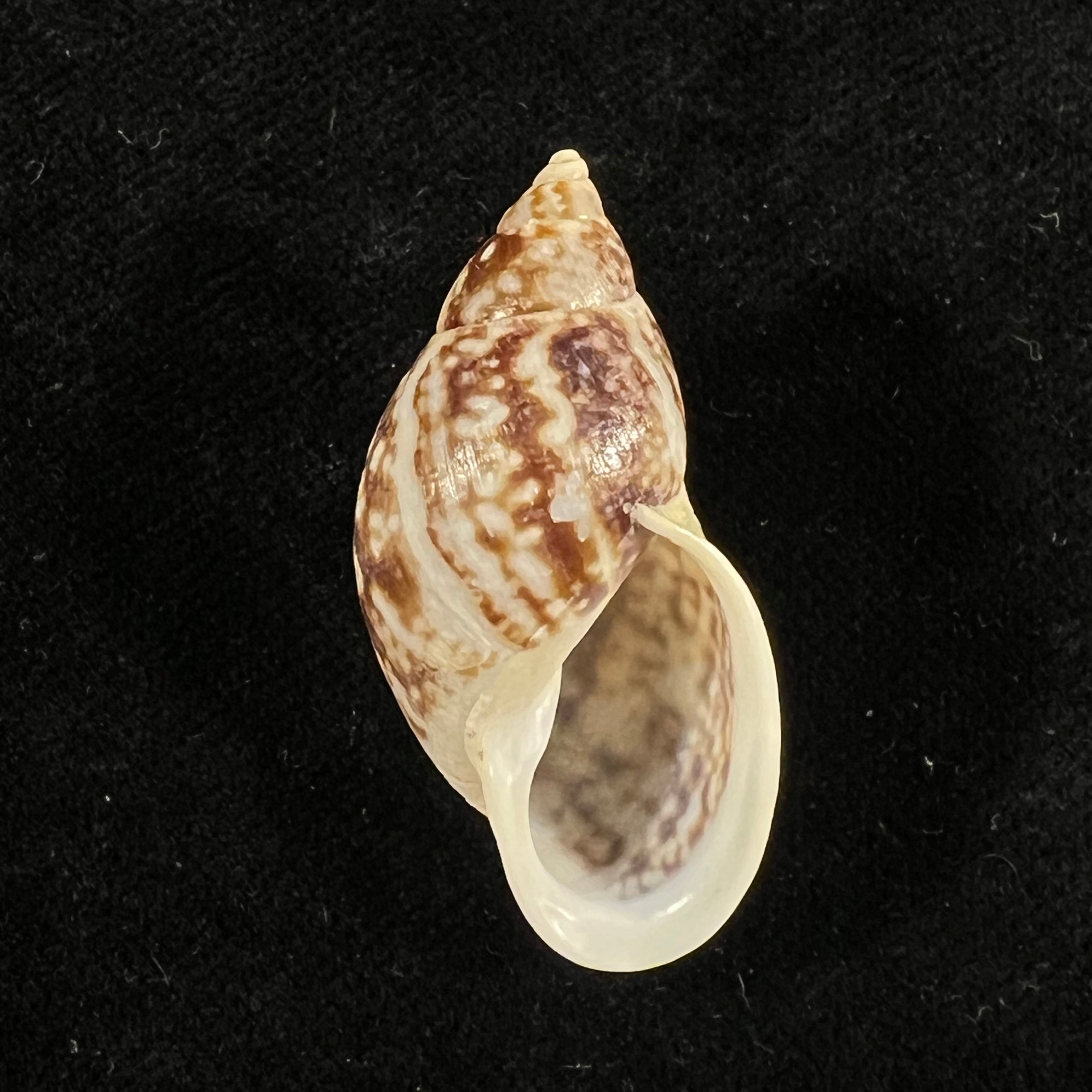 Drymaeus palassus Breure, 1981 - 34,7mm