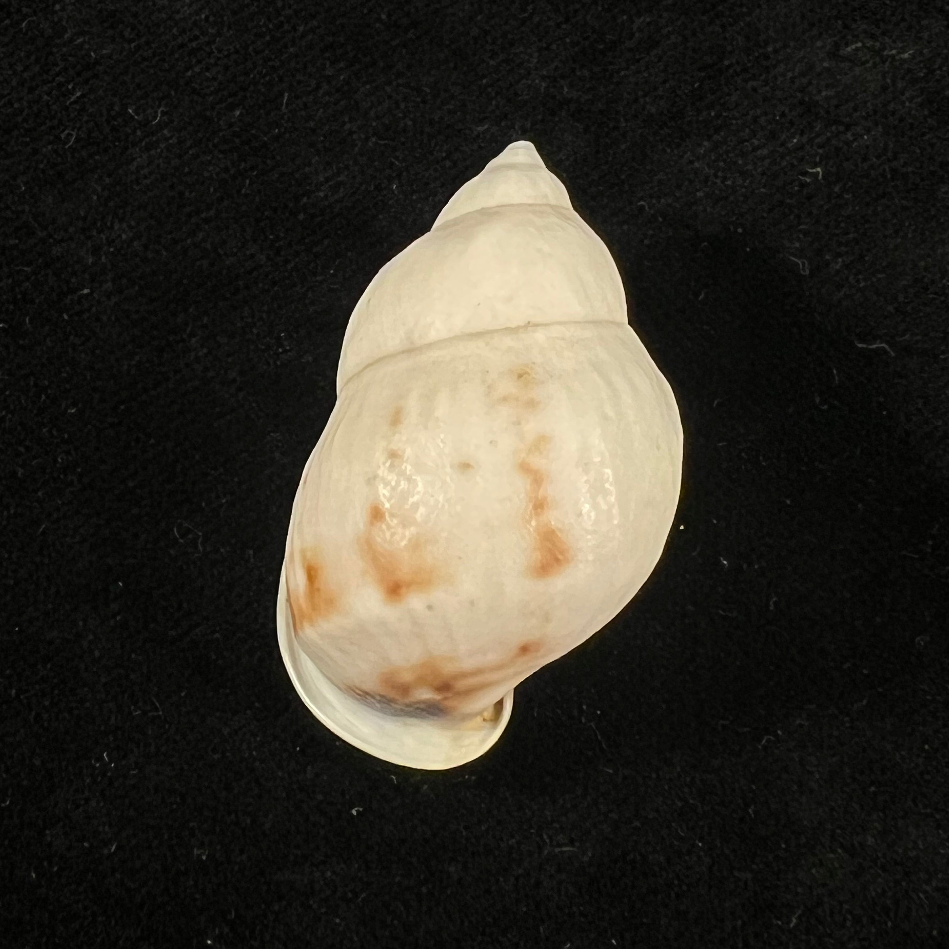 Auris nigrilabris Pilsbry, 1896 - 37,2mm