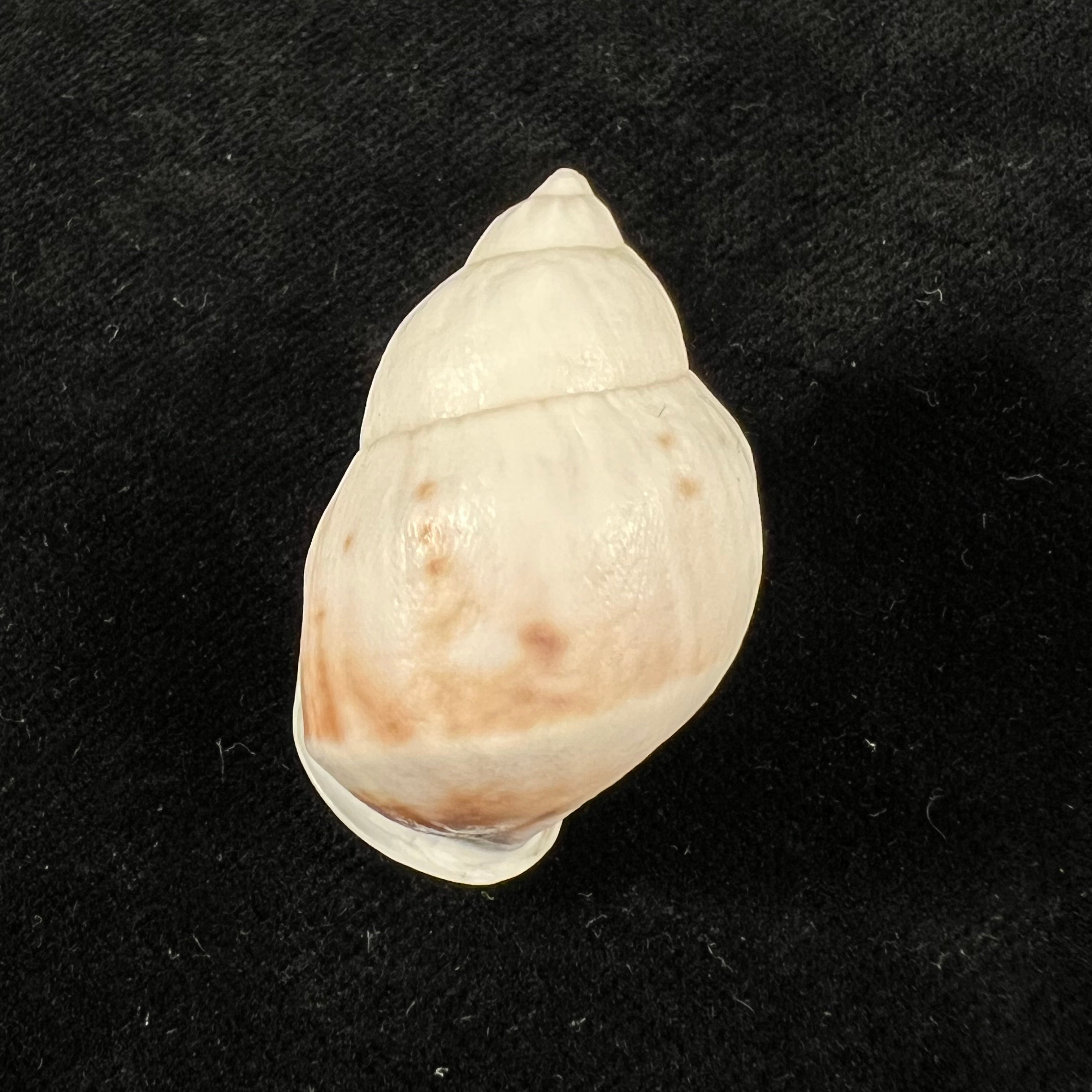 Auris nigrilabris Pilsbry, 1896 - 35,1mm