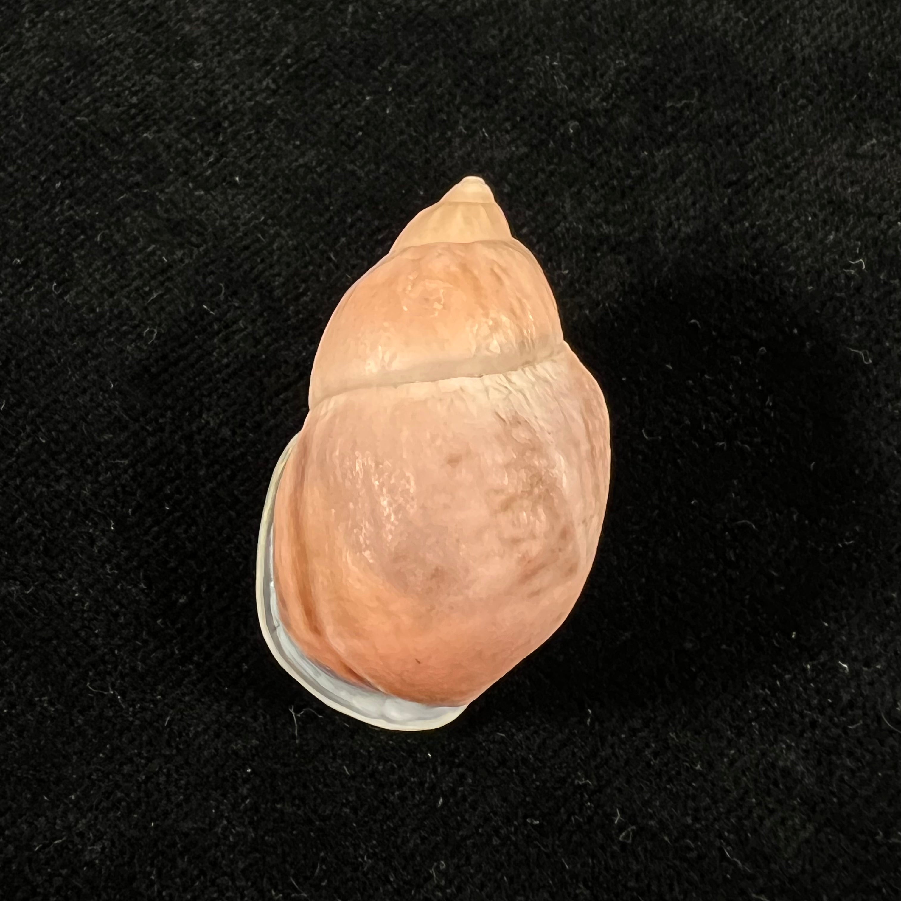 Auris inornata Simone & Amaral, 2021 - 33,6mm